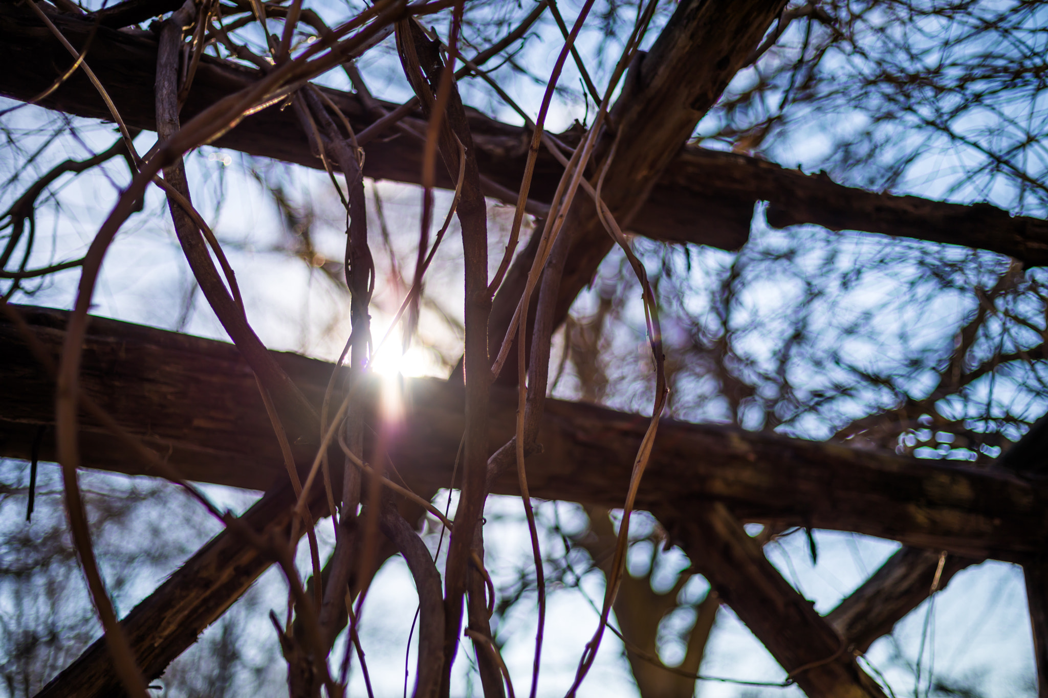 Canon EF 50mm F1.8 STM sample photo. Vines photography