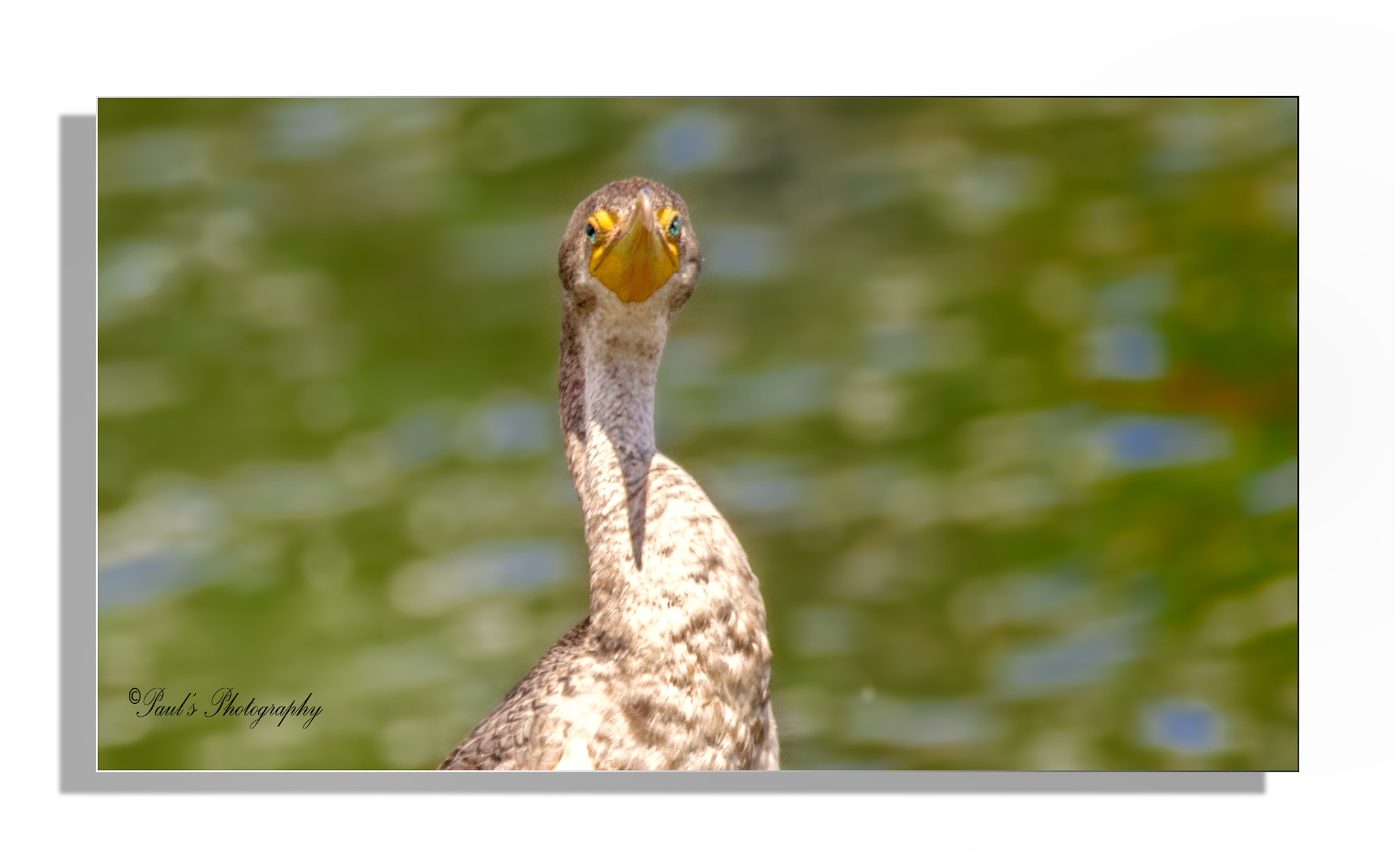 Sigma 150-600mm F5-6.3 DG OS HSM | C sample photo. Cormorant photography