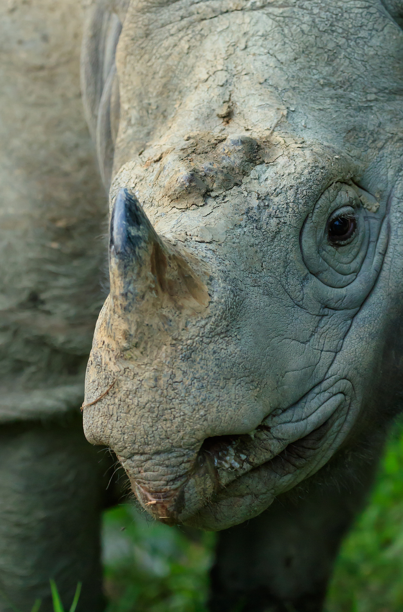 Canon EOS-1D X Mark II sample photo. Sumatran rhino (dicerorhinus sumatrensis) photography