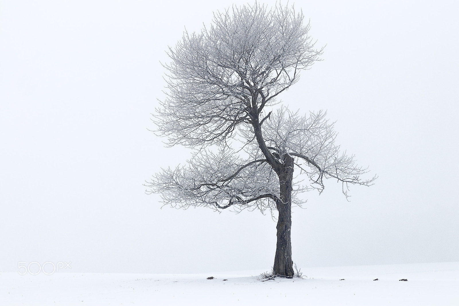 Canon EF 24-70mm F2.8L II USM sample photo. Wintertree photography