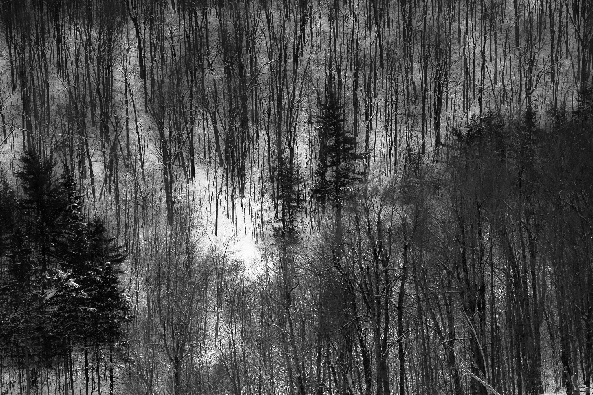 Canon EF 24-70mm F4L IS USM sample photo. Dead tree photography