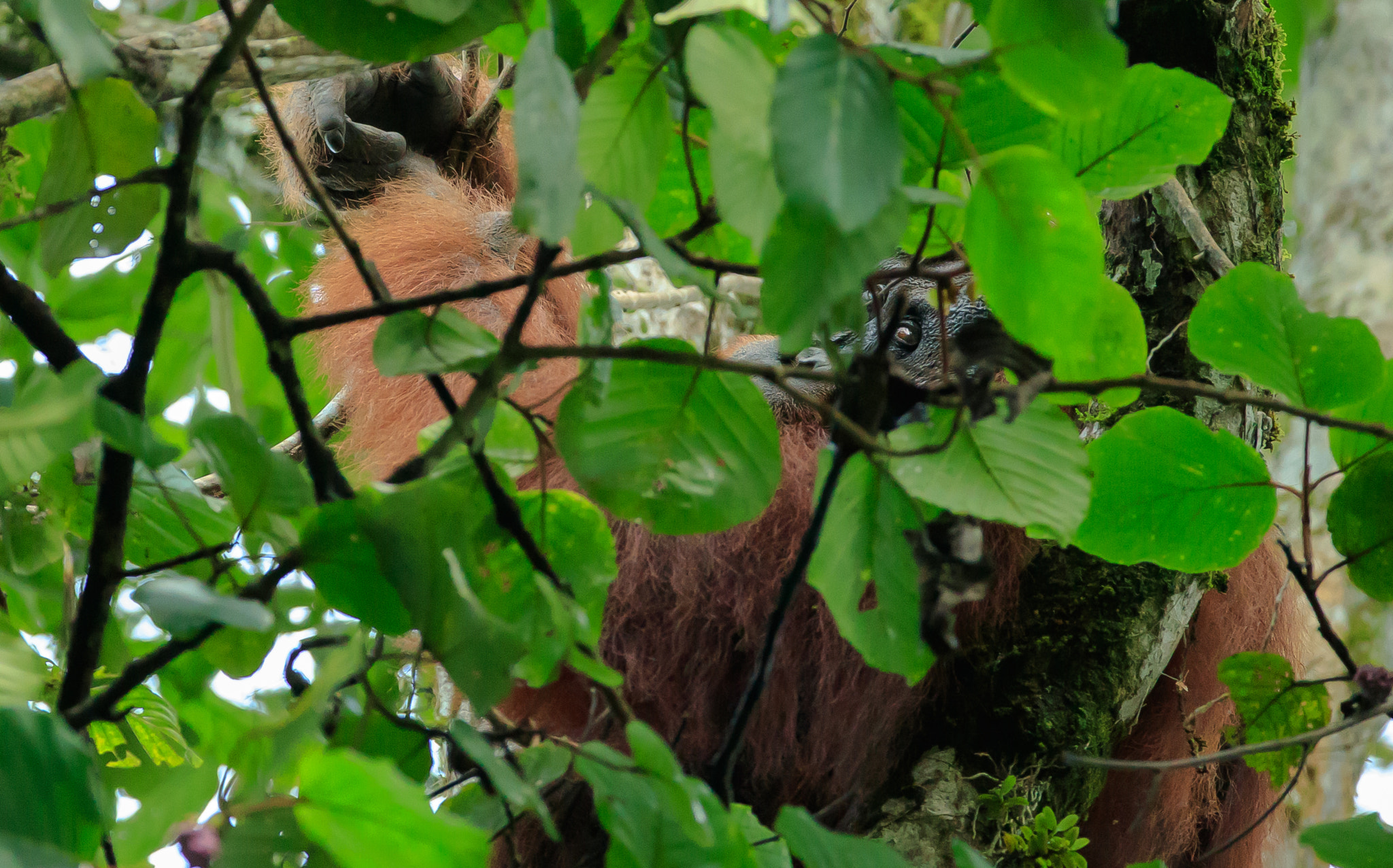 Canon EF 200-400mm F4L IS USM Extender 1.4x sample photo. Camera-shy male orangutan photography