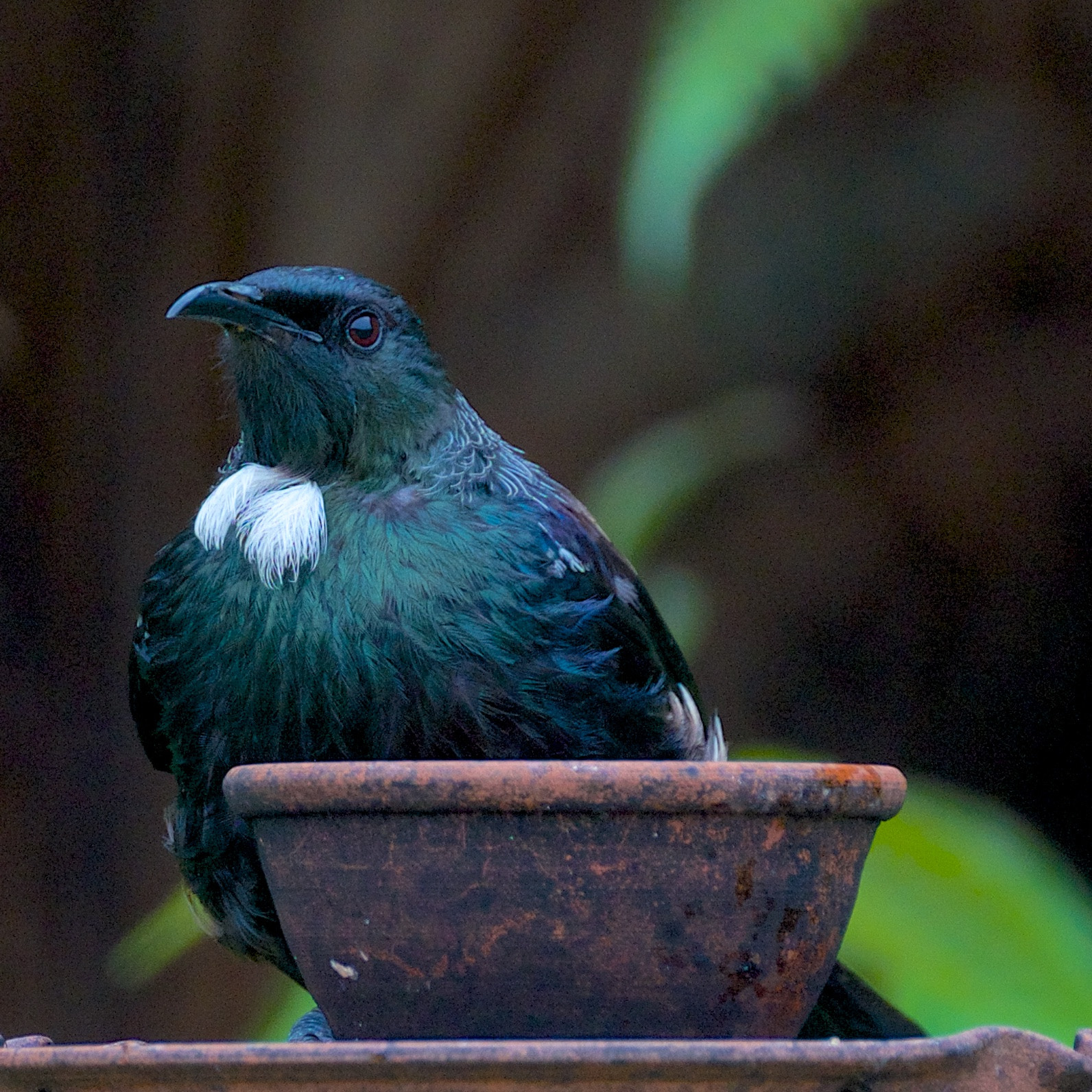 Fujifilm XF 100-400mm F4.5-5.6 R LM OIS WR sample photo. Tui photography