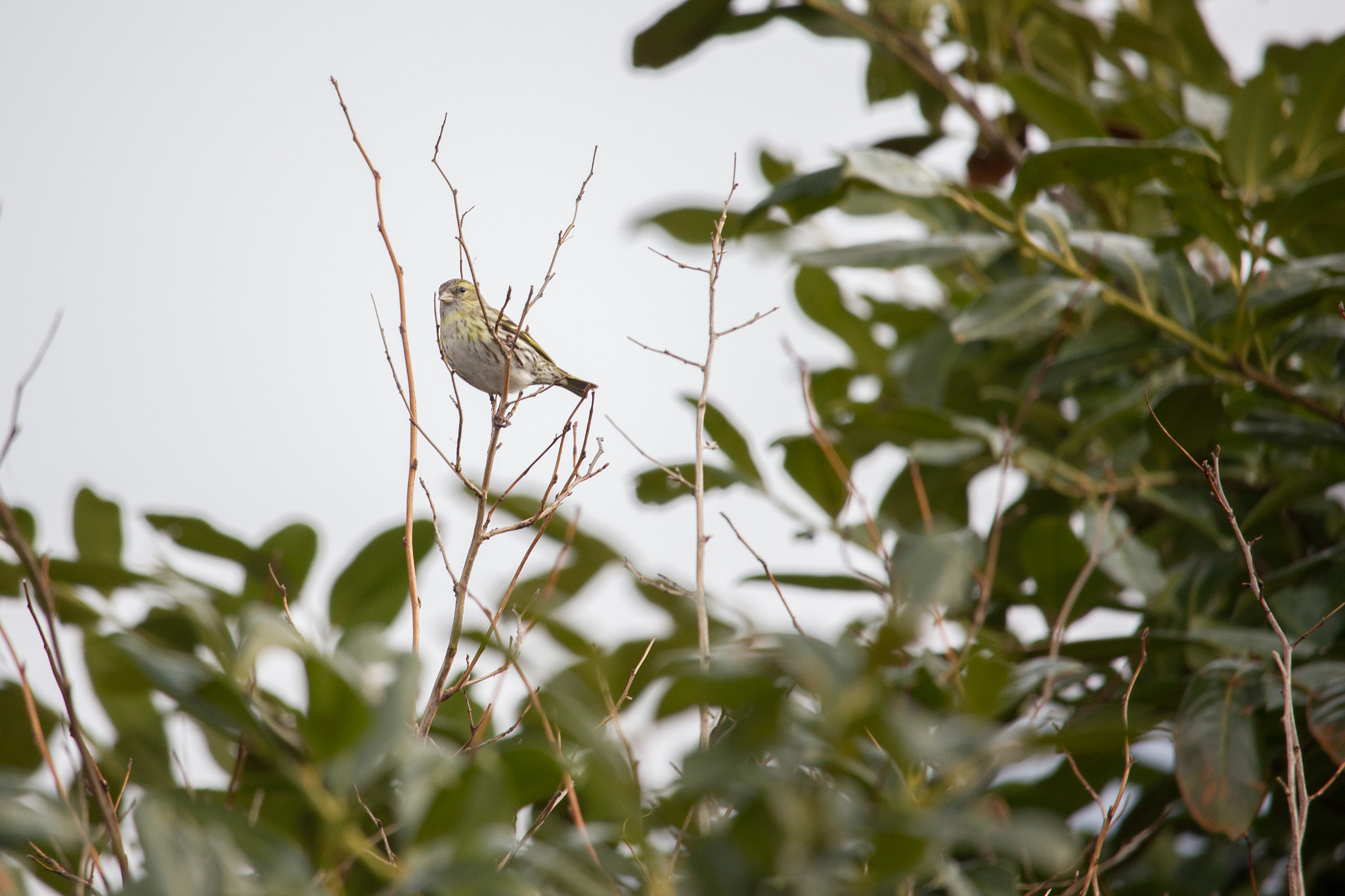 Canon EF-S 55-250mm F4-5.6 IS STM sample photo. Yellowhammer on a branch photography