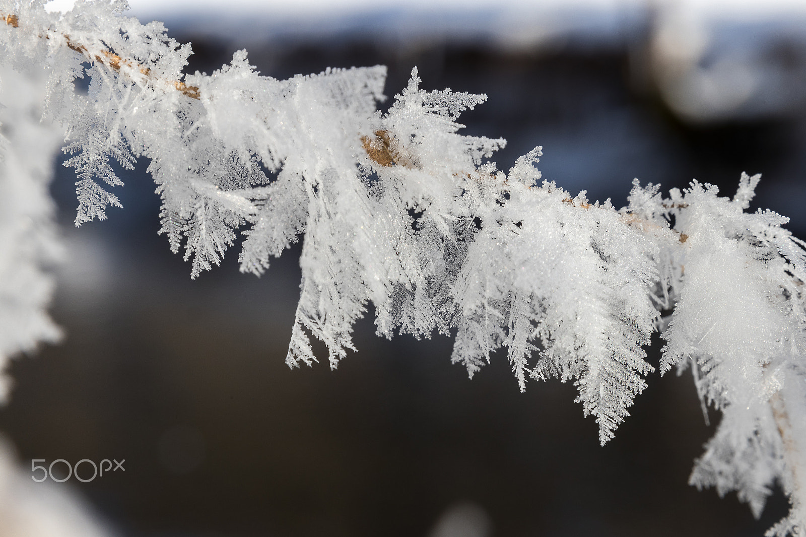Canon EF 24-70mm F2.8L II USM sample photo. Snowflakes photography