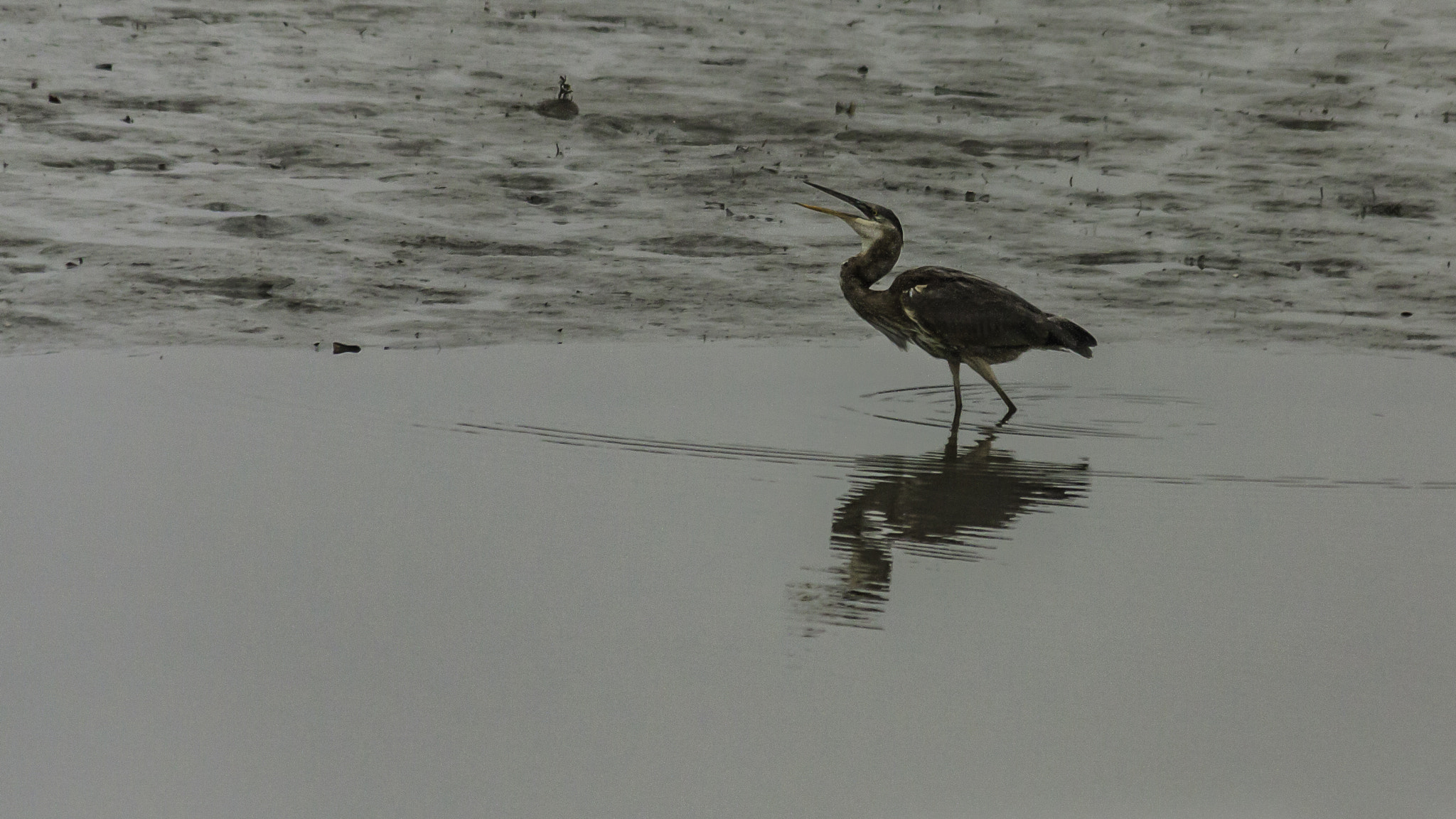 Canon EOS 450D (EOS Rebel XSi / EOS Kiss X2) sample photo. Open beaked heron photography