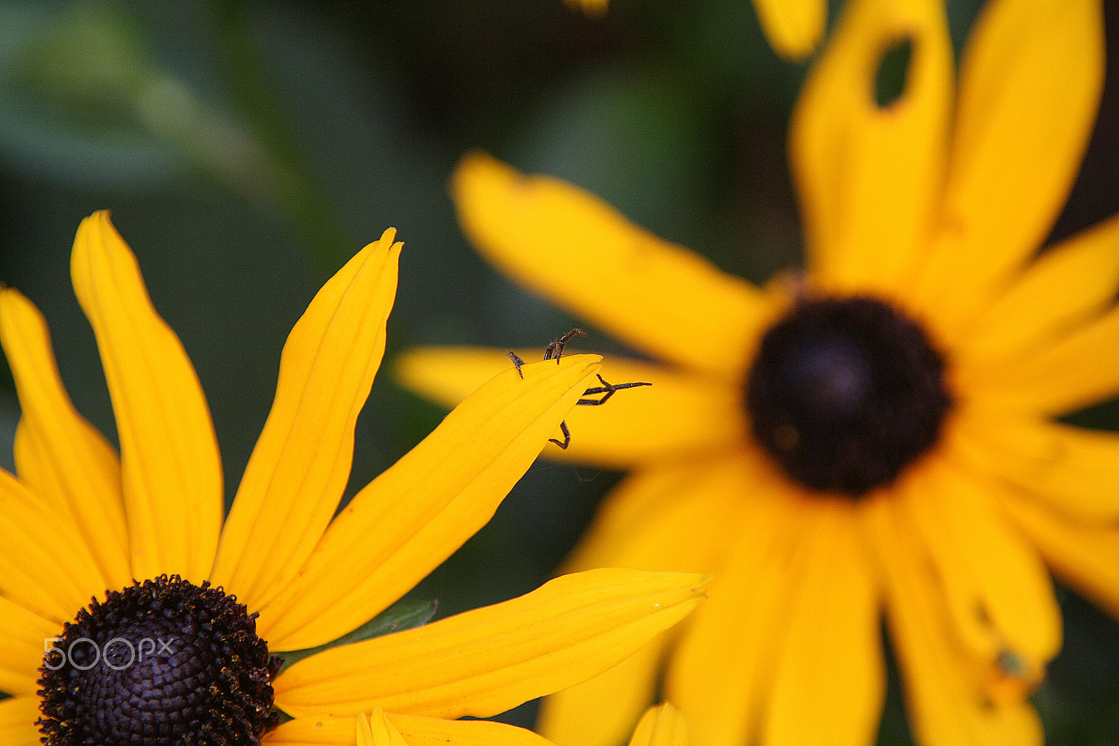 Canon EOS 350D (EOS Digital Rebel XT / EOS Kiss Digital N) sample photo. Hidden spider photography
