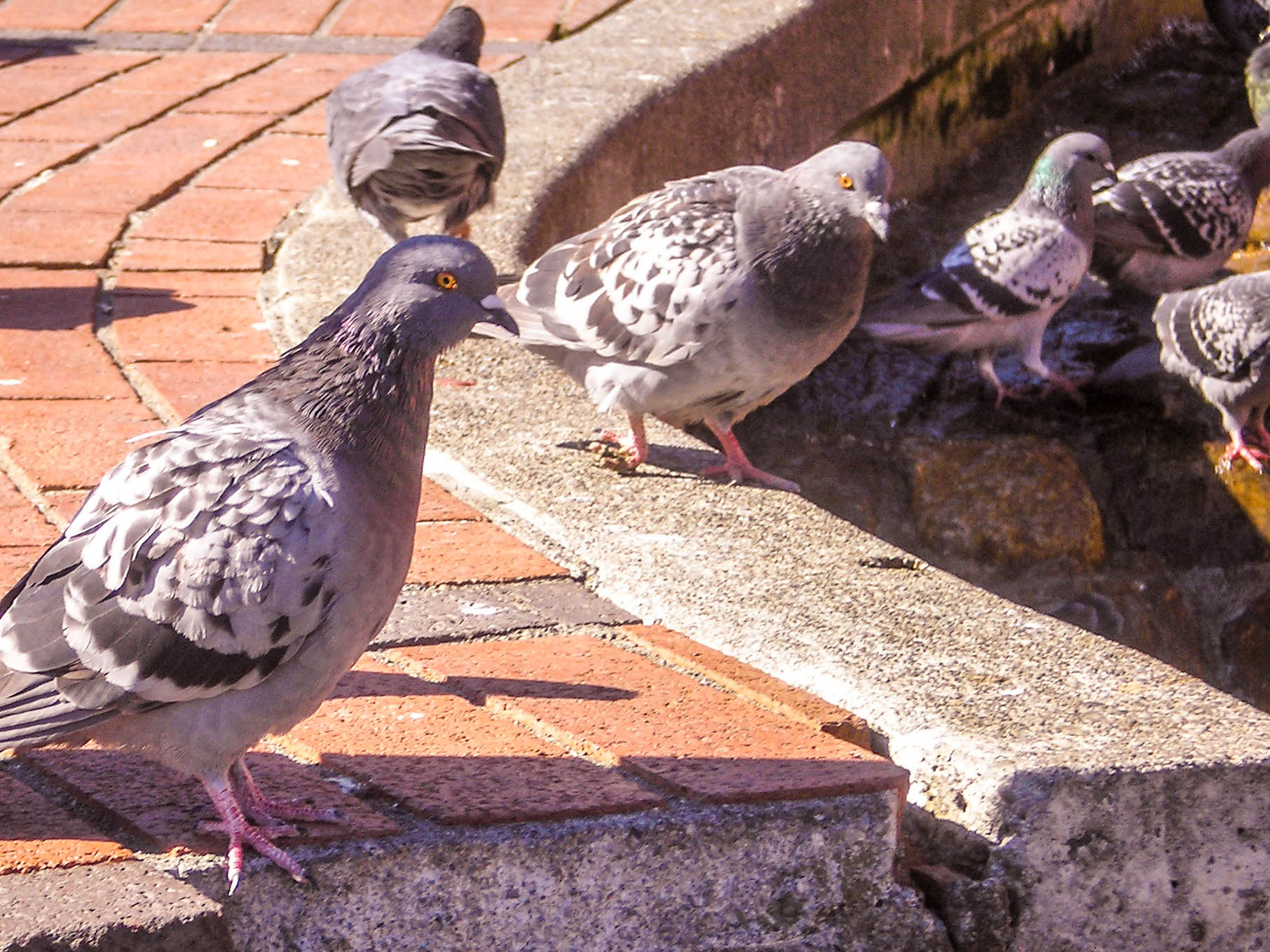 Olympus FE-130,X-720 sample photo. Old town pigeons photography