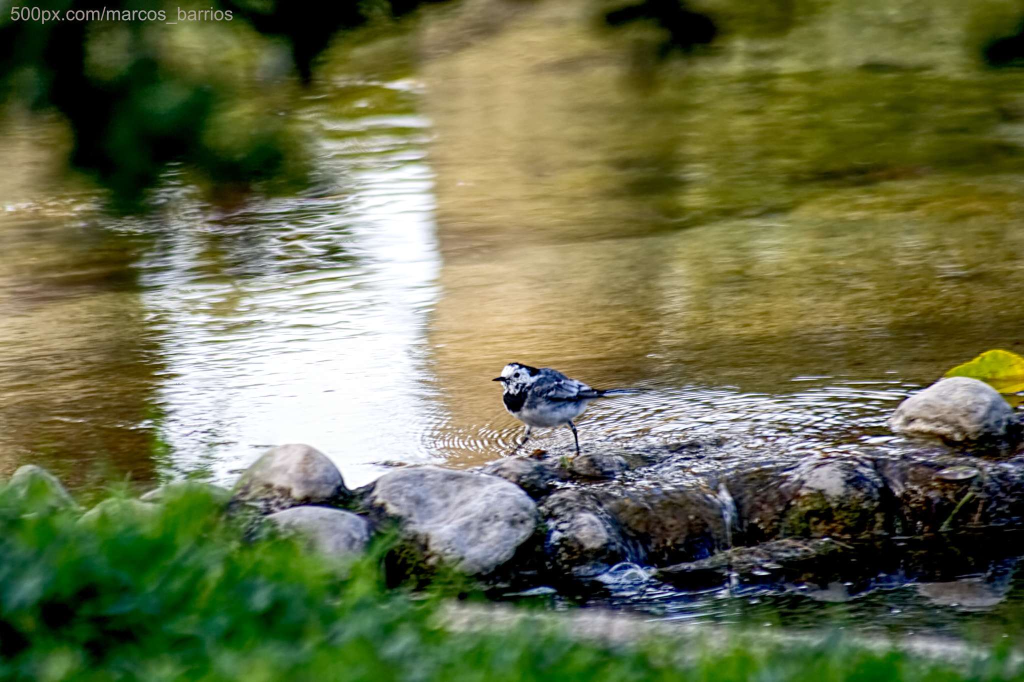 70.0 - 300.0 mm sample photo. Alpispa riverside walk (motacilla cinerea) photography