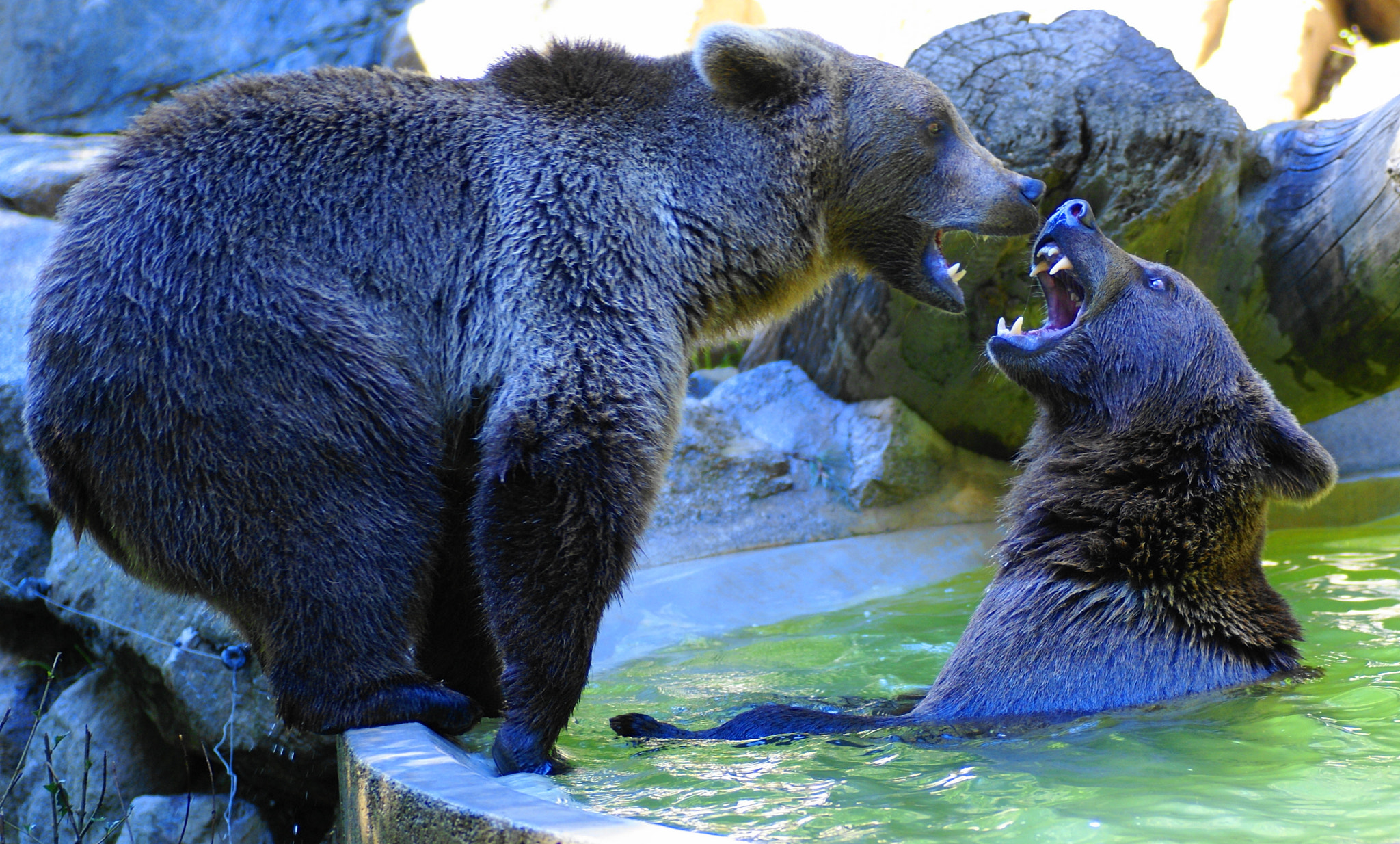 Sony Alpha DSLR-A100 + Tamron SP AF 90mm F2.8 Di Macro sample photo. Bears photography
