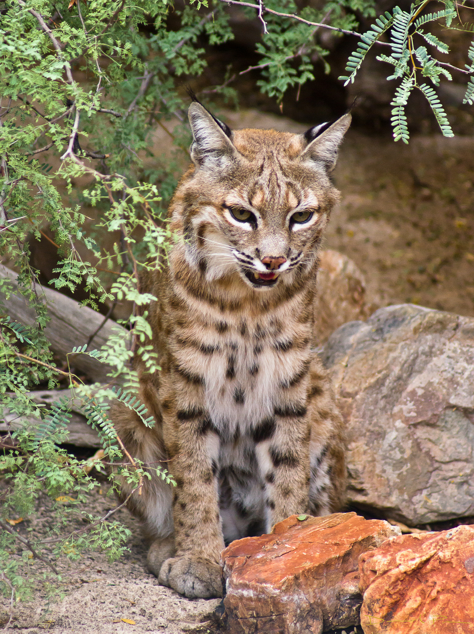 Sony 75-300mm F4.5-5.6 sample photo. Arizona wildcat photography