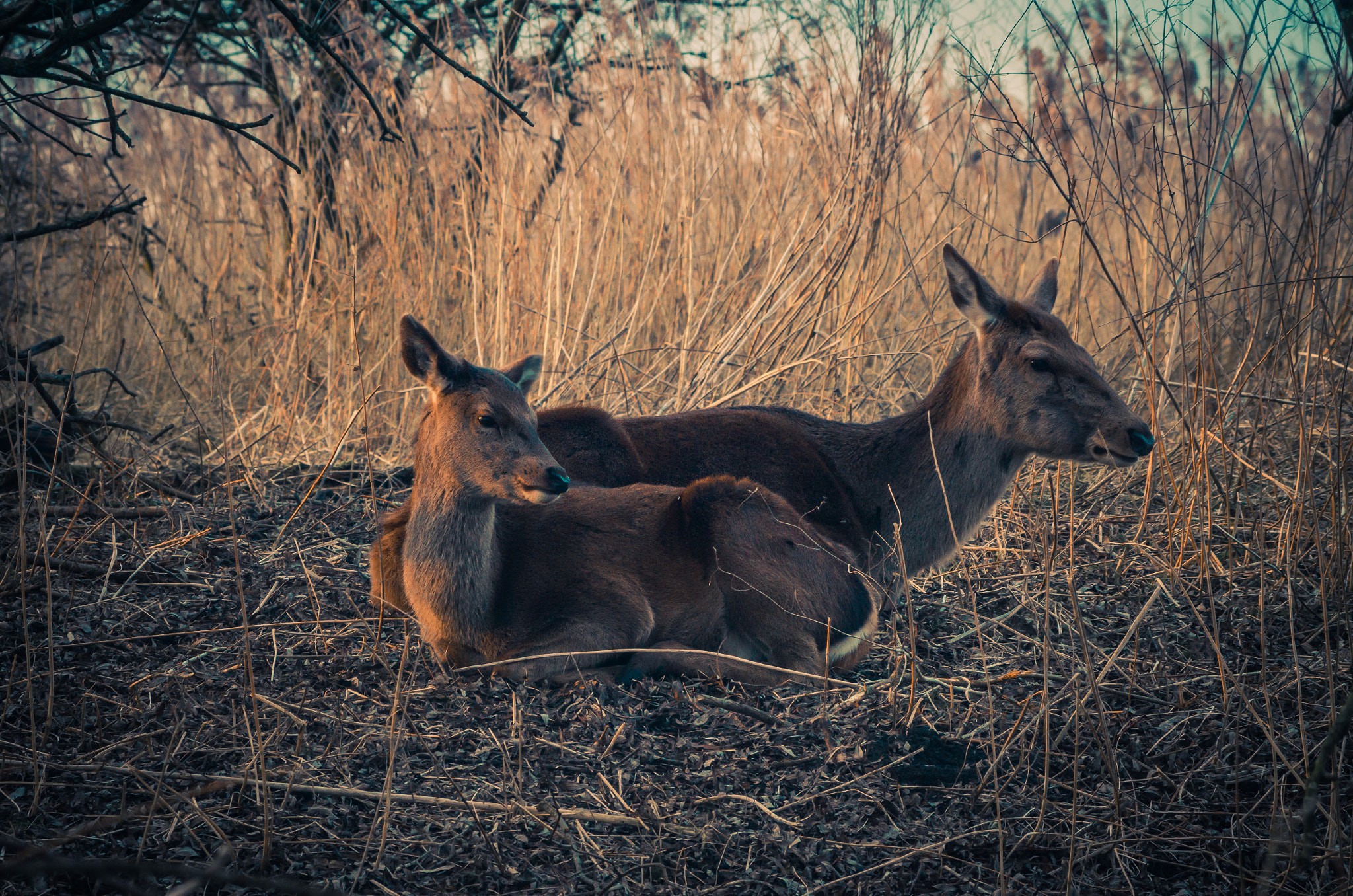 Pentax K-50 + smc Pentax-DA L 50-200mm F4-5.6 ED WR sample photo. Deer photography