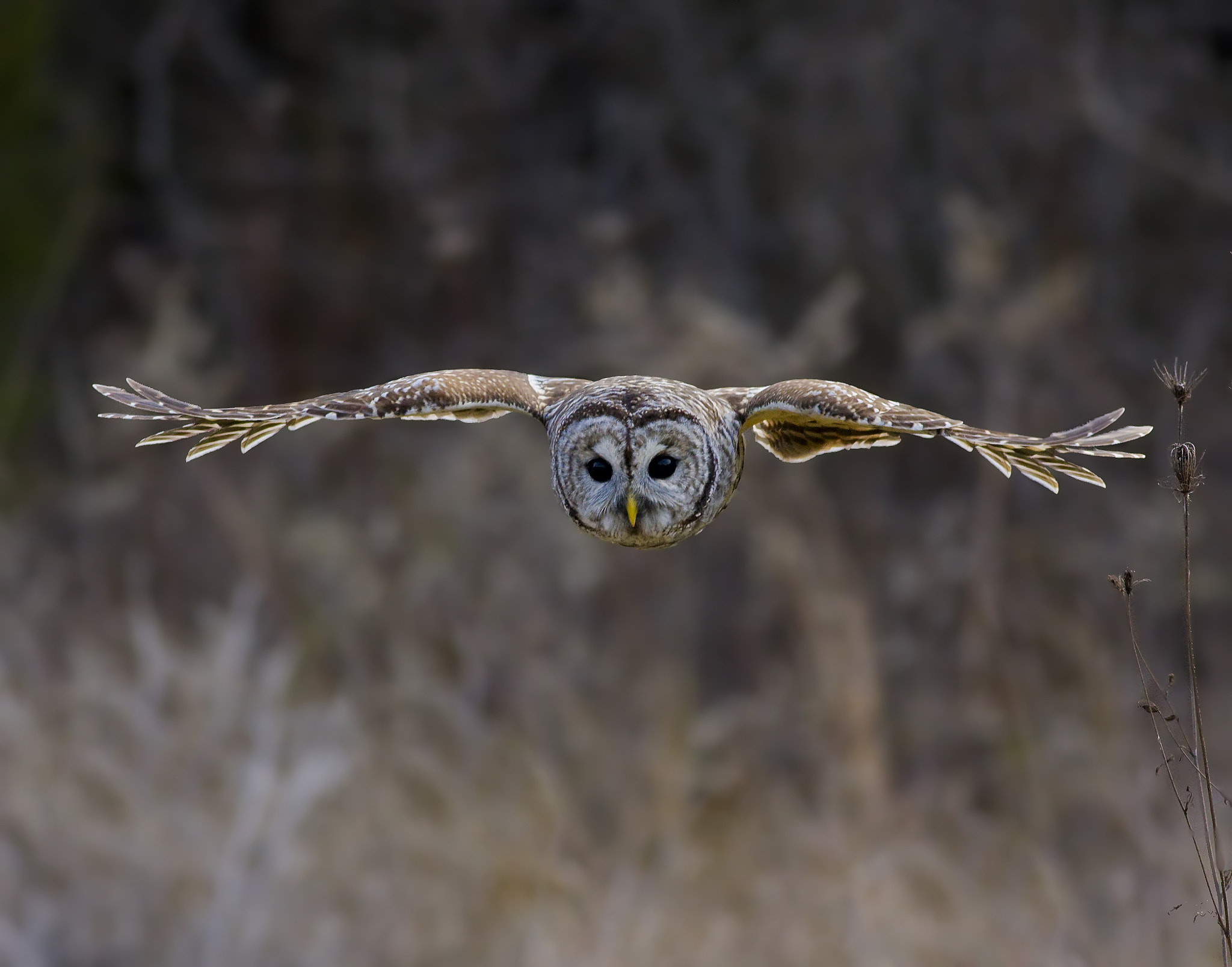 Canon EOS 40D + Canon EF 400mm F5.6L USM sample photo. Barred owl photography