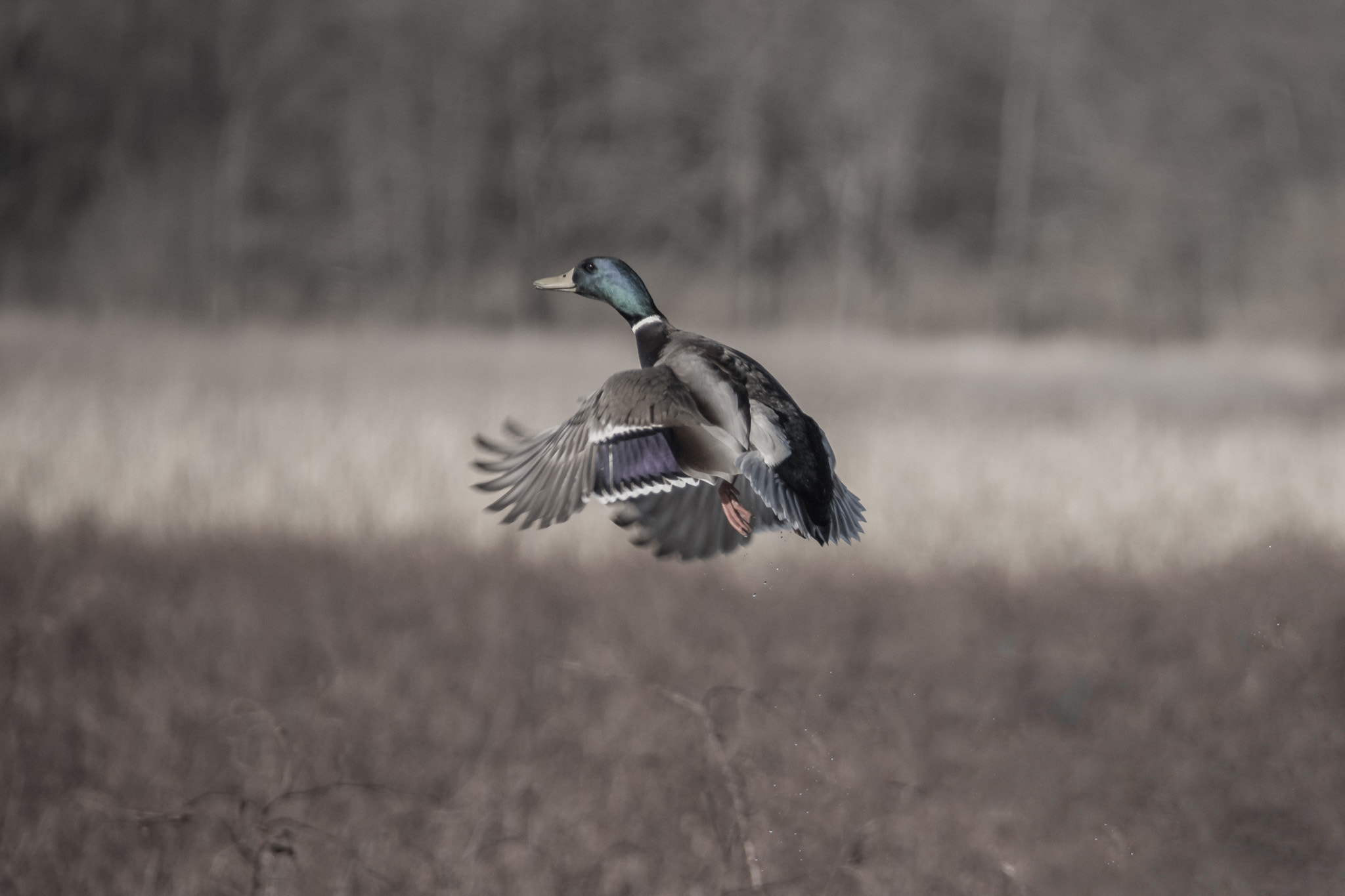 Nikon D7200 sample photo. Green head photography