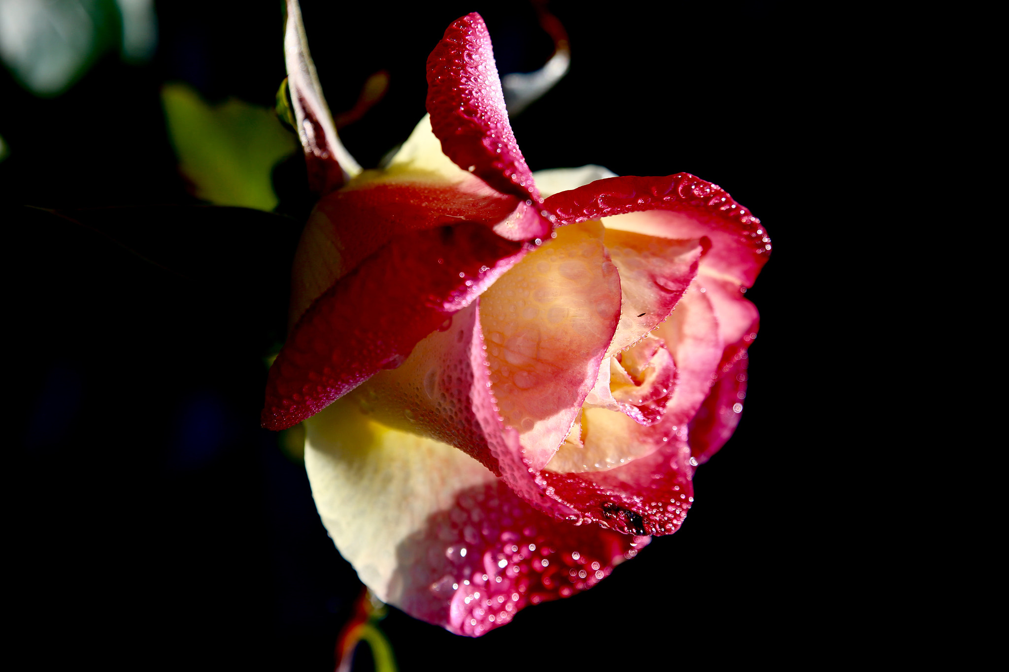 Canon EOS 6D sample photo. Rose photography