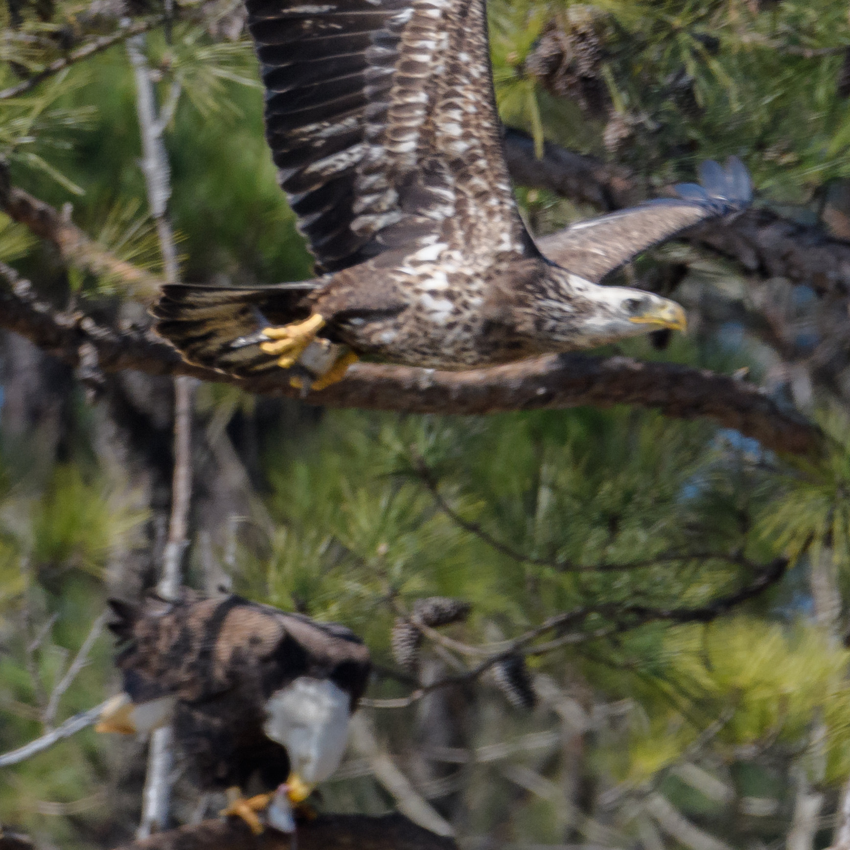 Nikon D500 + Sigma 50mm F2.8 EX DG Macro sample photo. Lunch-time for bald eagles photography