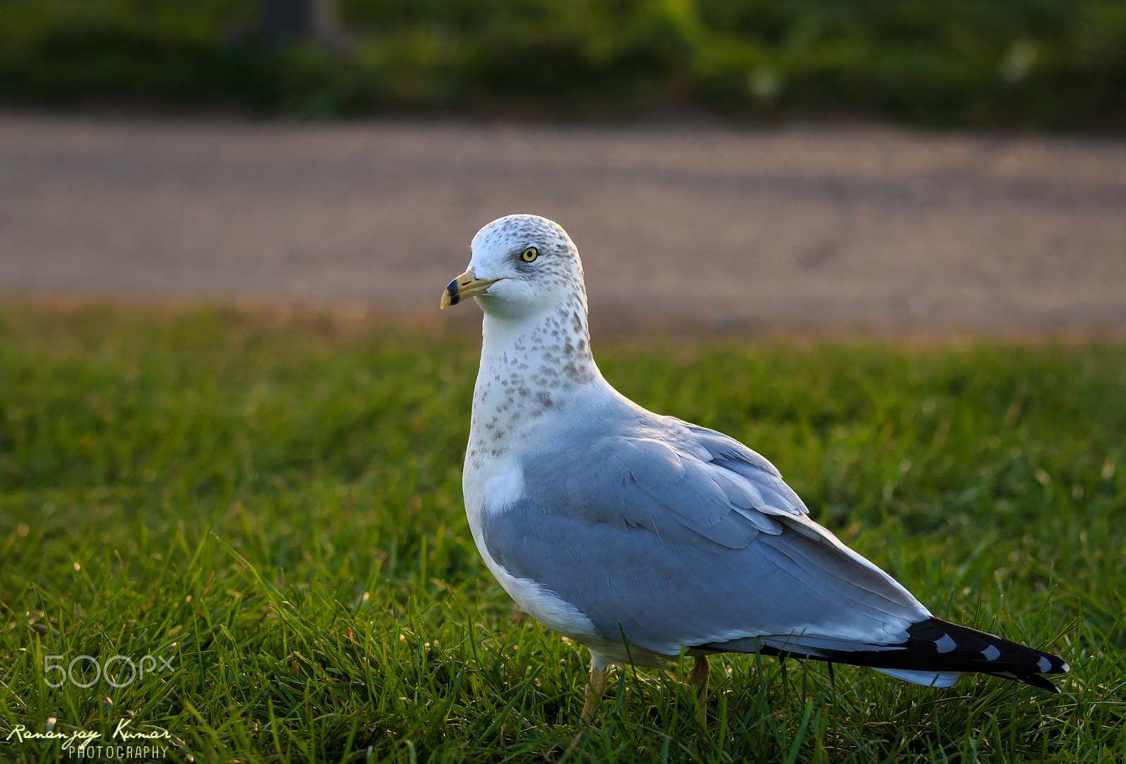 Canon EOS 70D + Canon EF 70-200mm F4L IS USM sample photo. Sea bird photography