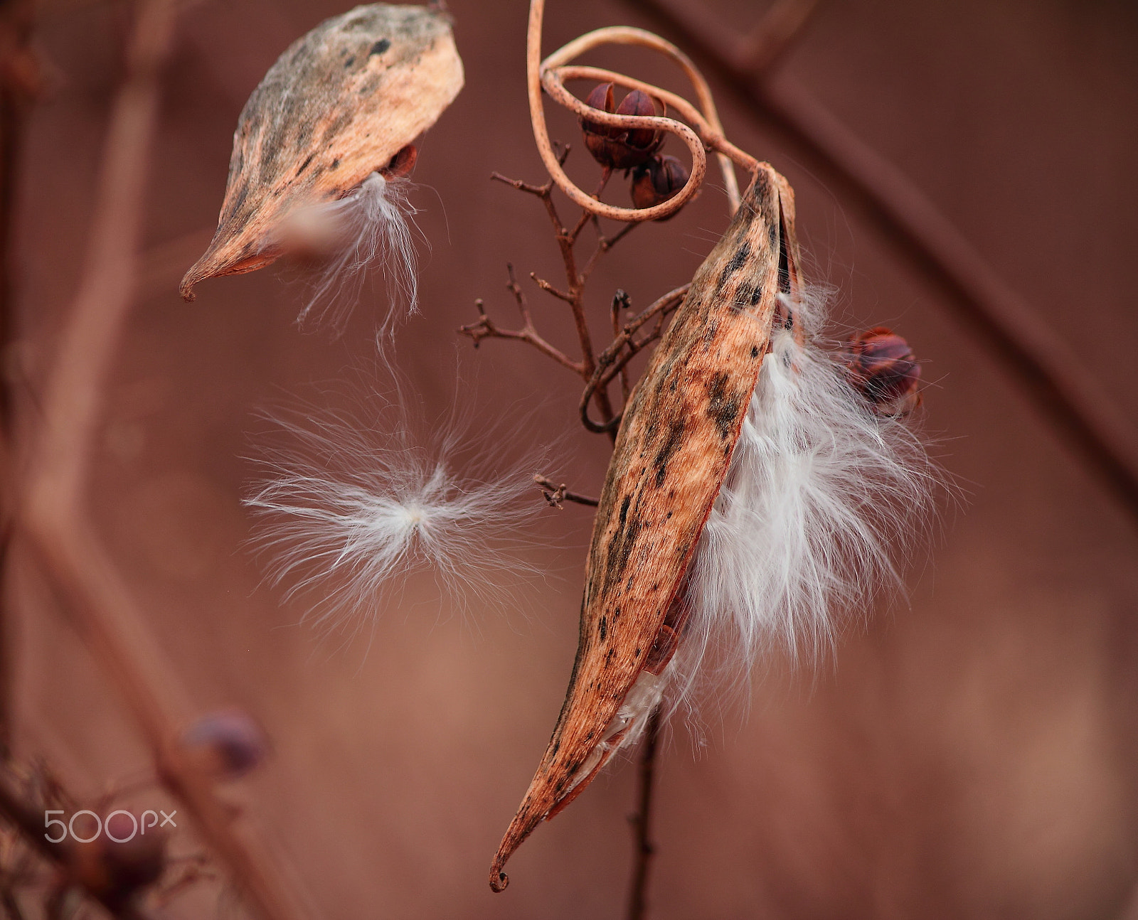 Canon EF-S 55-250mm F4-5.6 IS sample photo. Delicate cotton balls photography