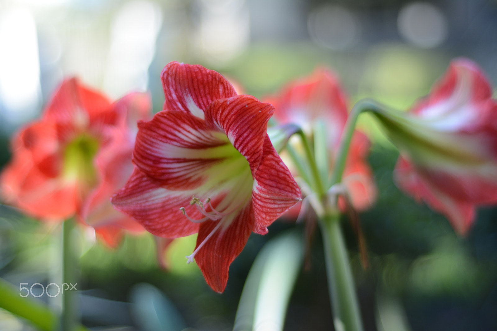 Nikon D5200 + Nikon AF Nikkor 50mm F1.8D sample photo. Lily's flower? photography