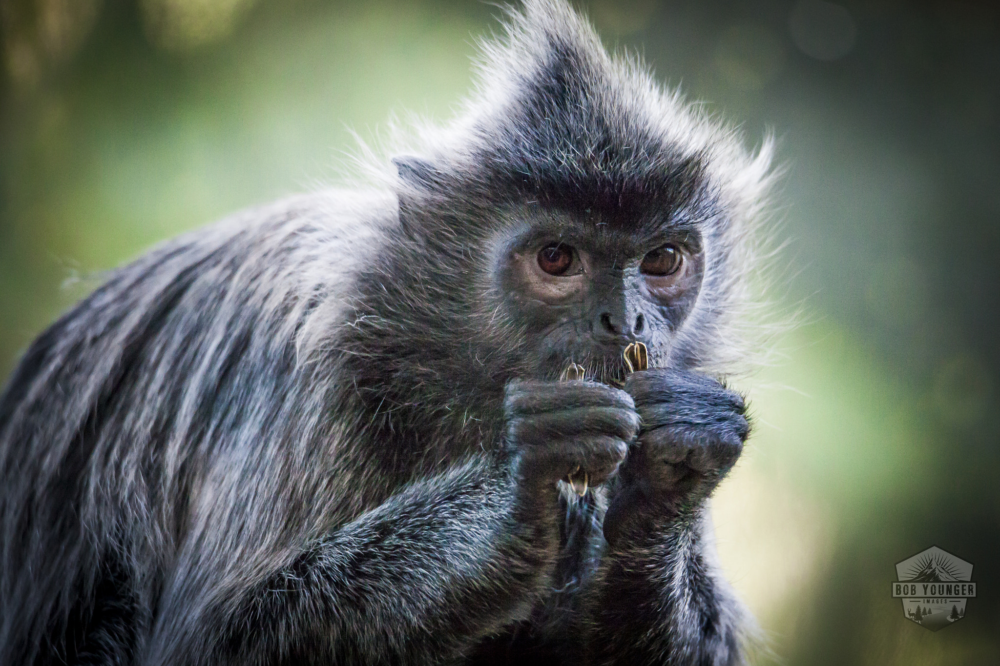 Canon EOS 5D Mark II sample photo. A small monkey in the san diego zoo enjoys an afternoon snack. photography