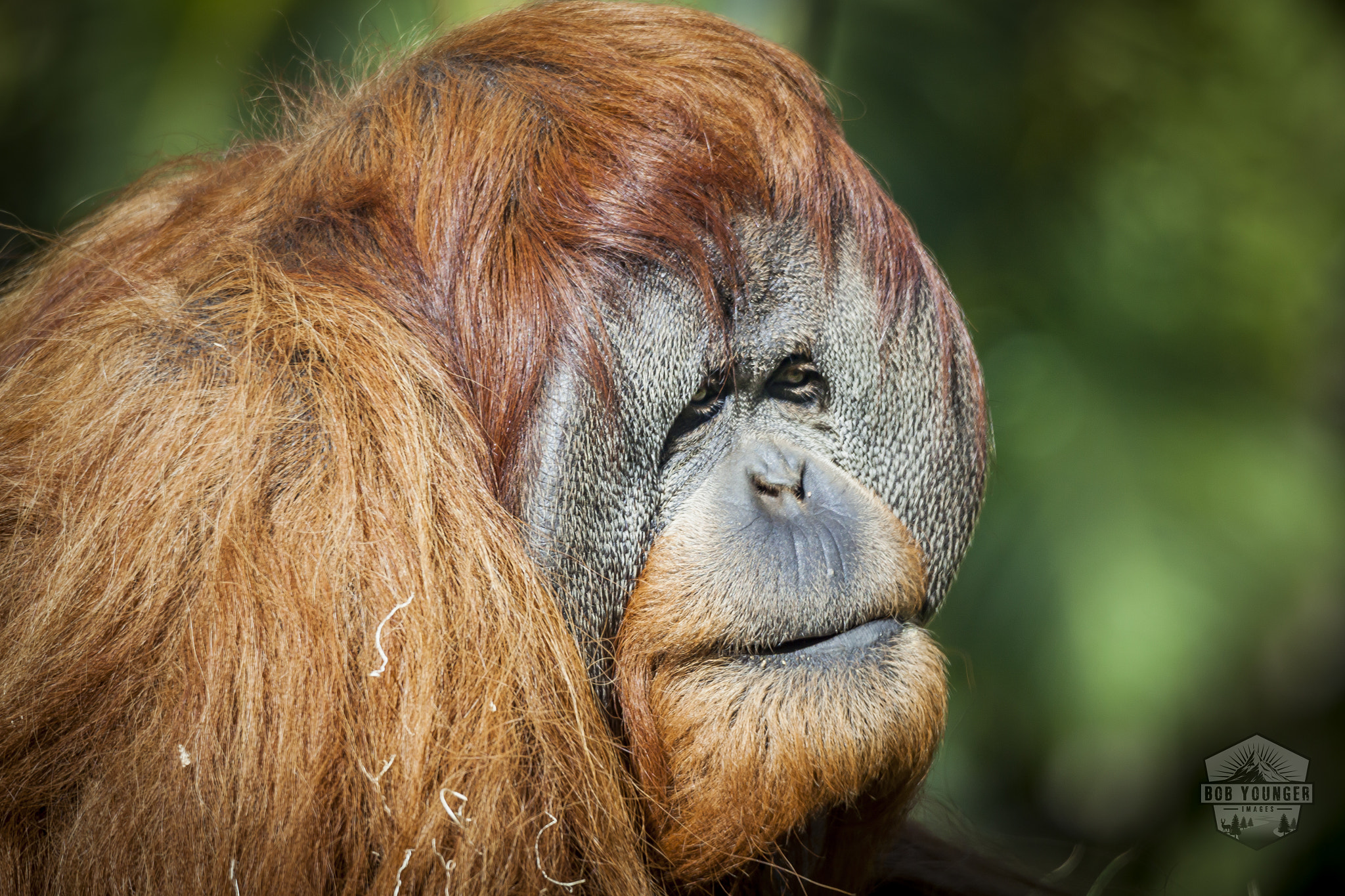 Canon EOS 5D Mark II sample photo. An orangutan at the san diego zoo enjoys the morning sun photography