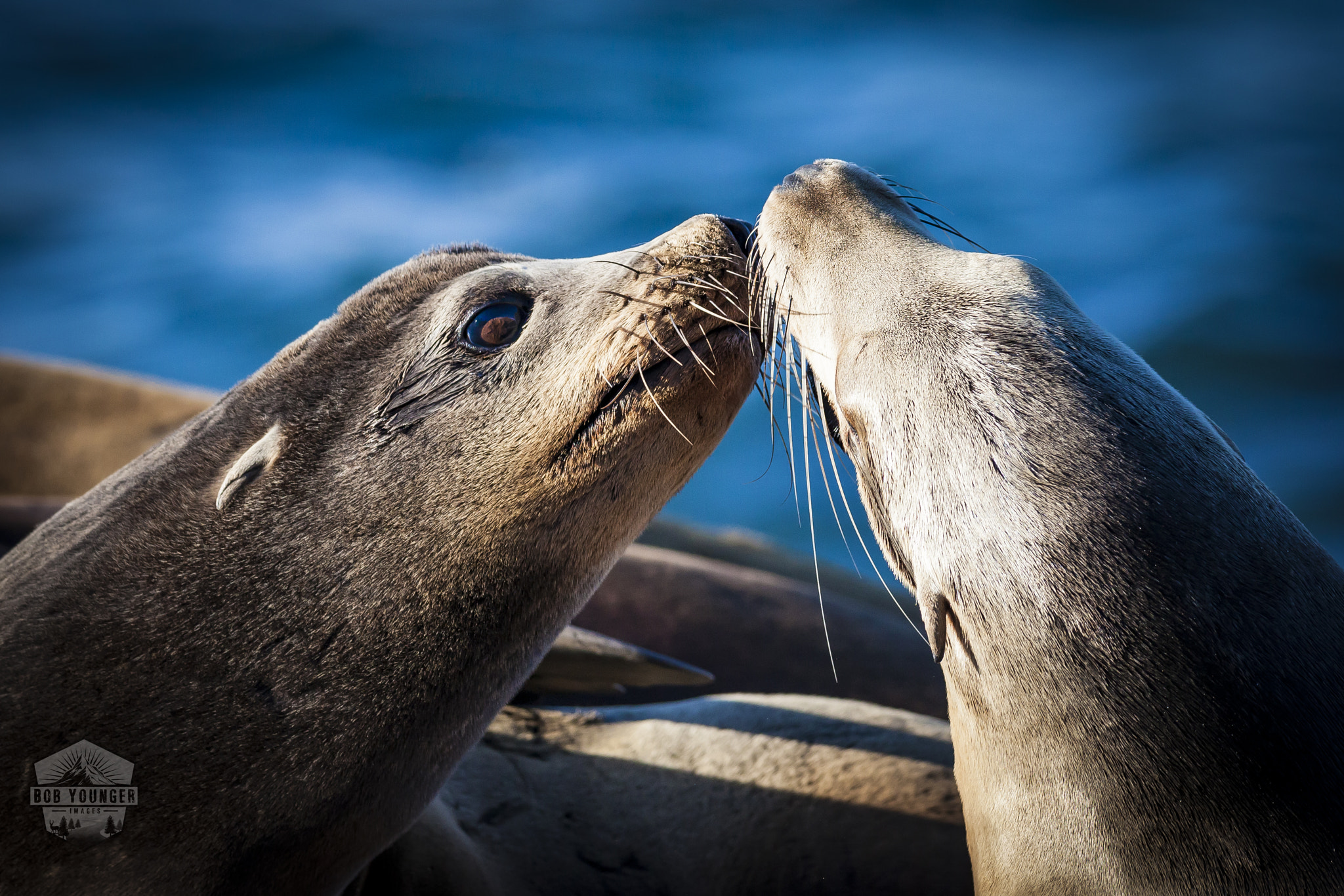 Canon EOS 5D Mark II sample photo. Two sea lions greet in la jolla ca photography