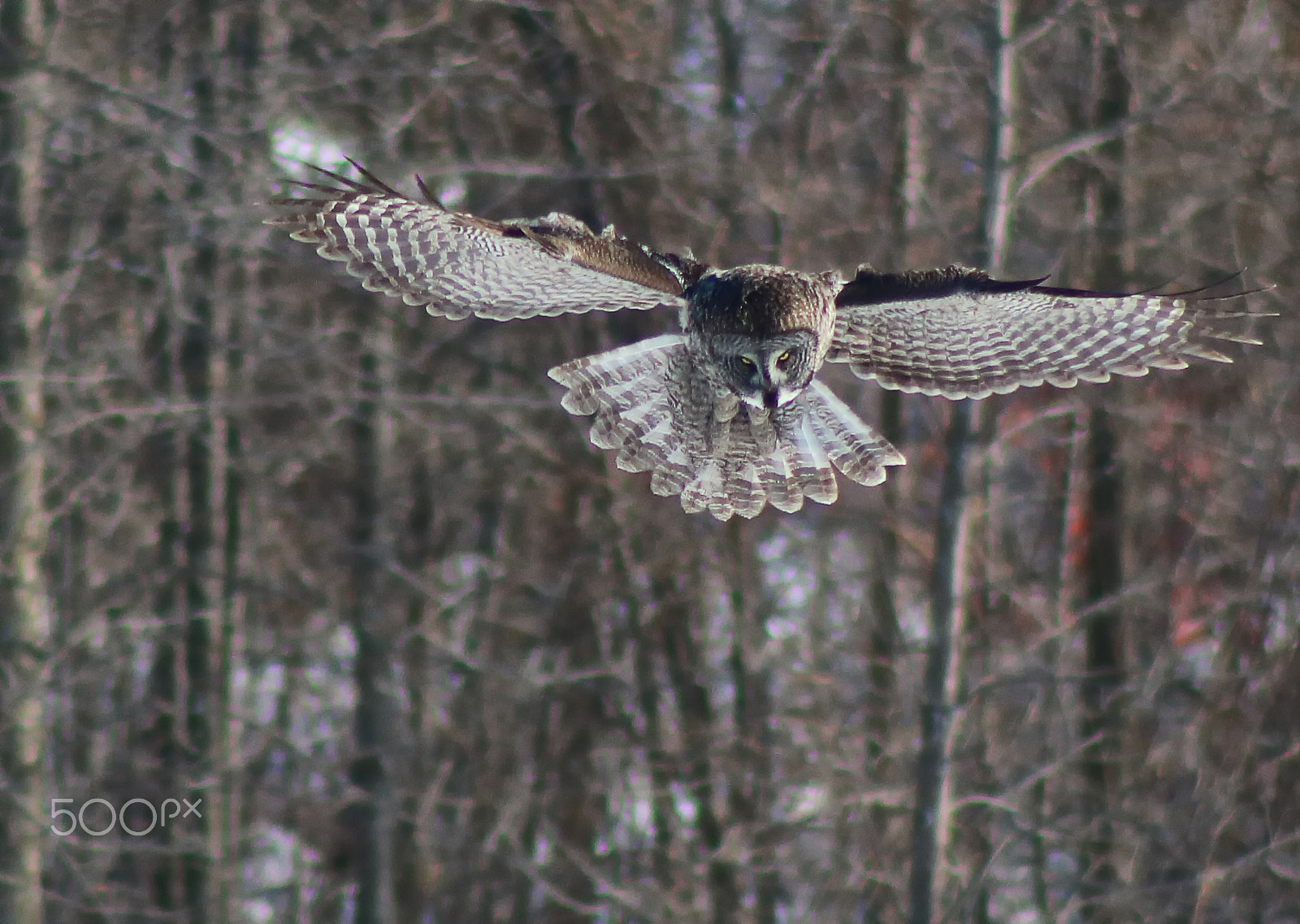 Canon EOS 760D (EOS Rebel T6s / EOS 8000D) sample photo. Great grey owl photography