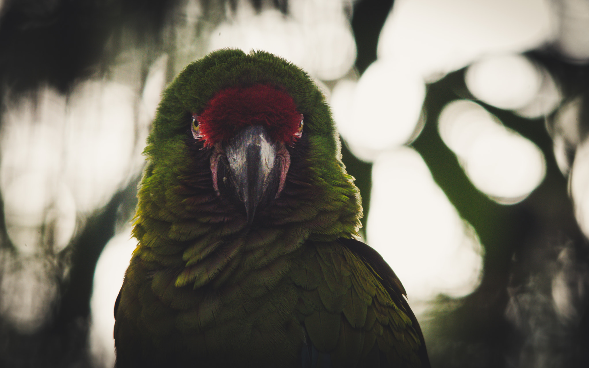 Sigma 150-500mm F5-6.3 DG OS HSM sample photo. Don't call it a comeback photography