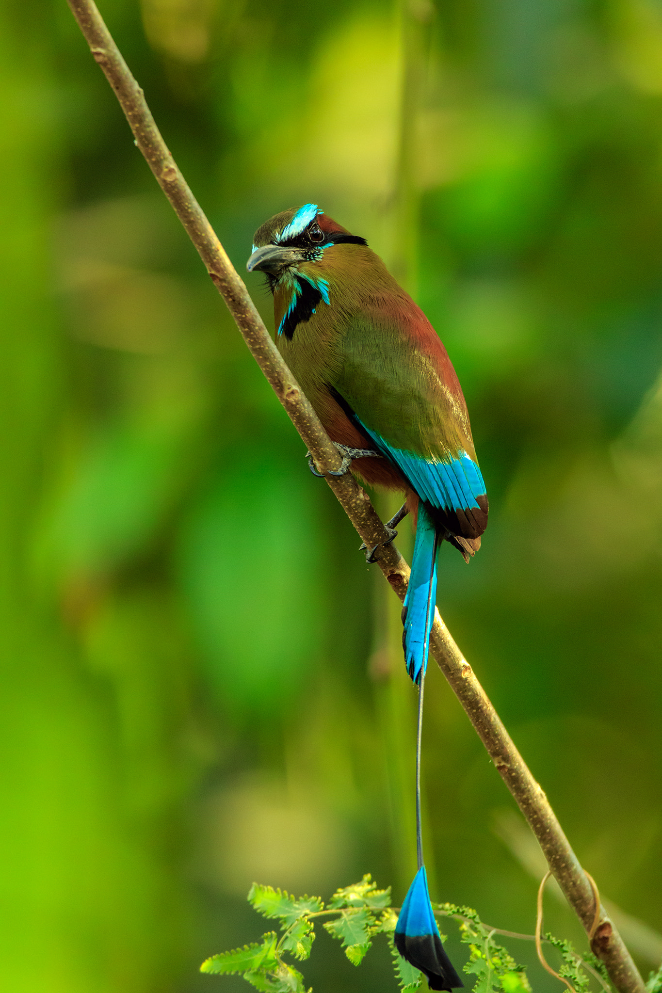 Canon EF 600mm f/4L IS sample photo. Motmot photography