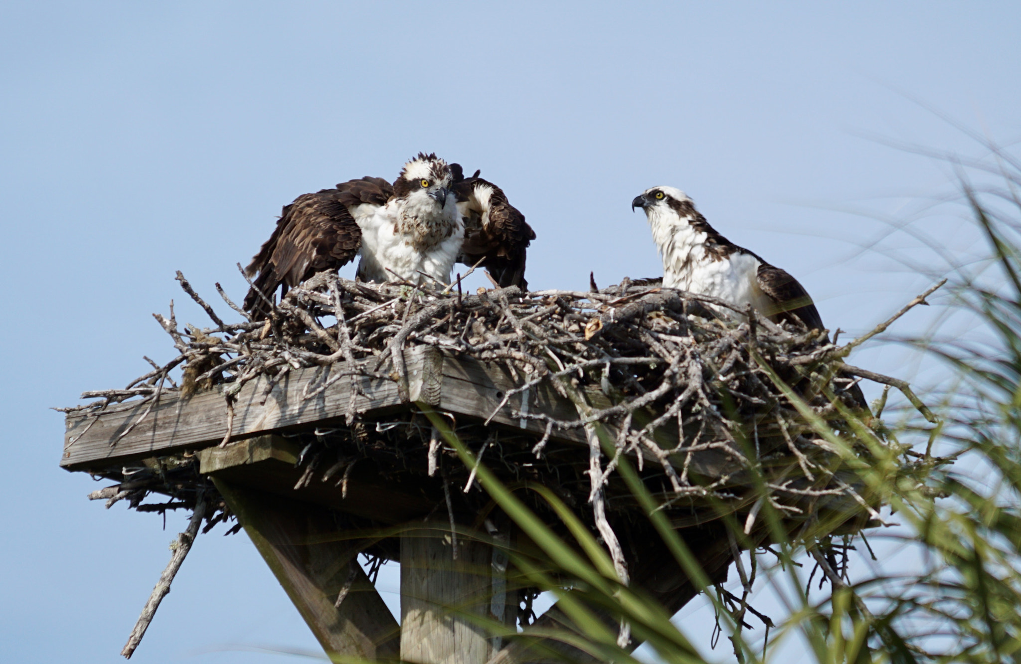 Sony 70-200mm F2.8 G SSM II sample photo. Dad brings home dinner! photography