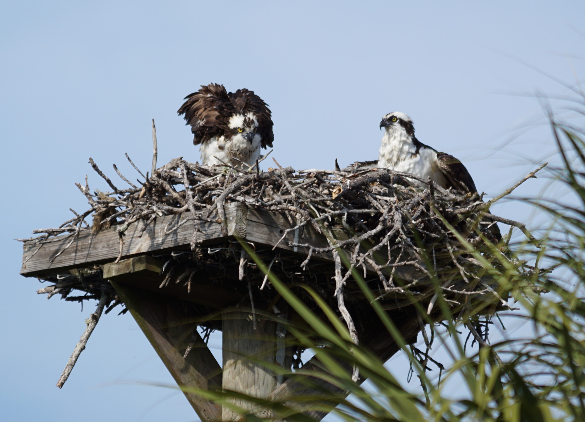 Sony 70-200mm F2.8 G SSM II sample photo. Dad brings home dinner! photography