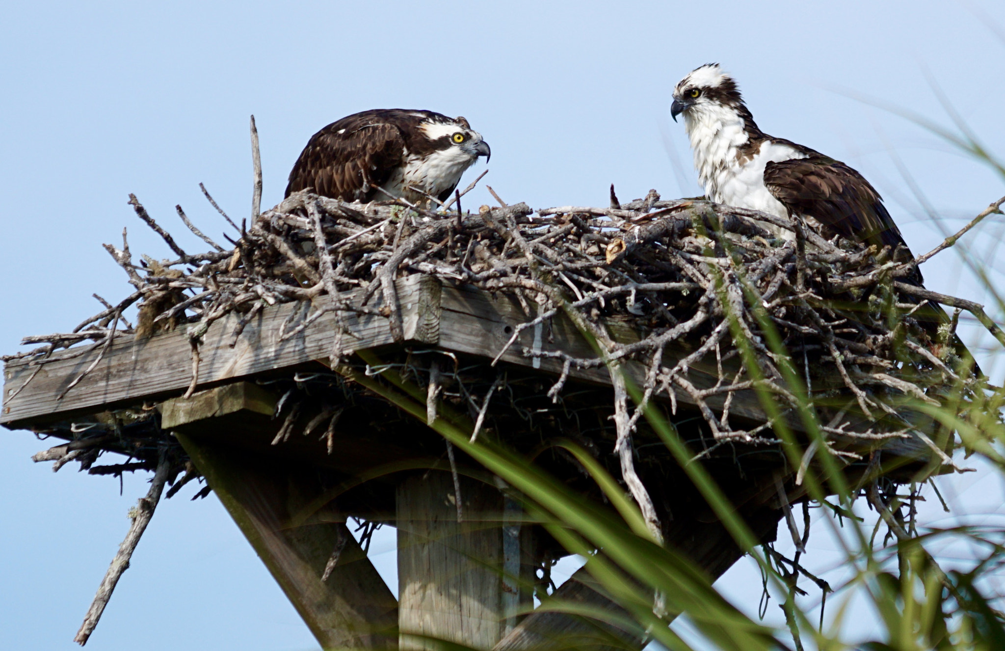 Sony 70-200mm F2.8 G SSM II sample photo. Dad brings home dinner! photography