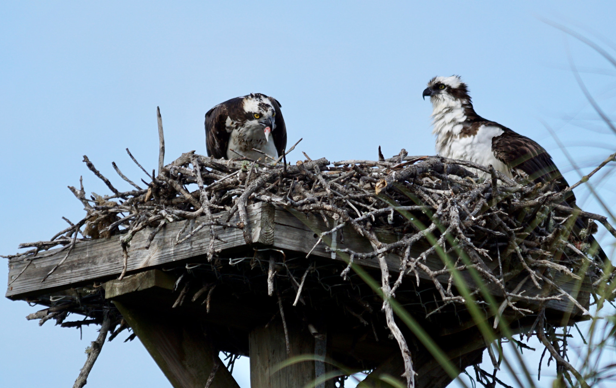 Sony 70-200mm F2.8 G SSM II sample photo. Dad brings home dinner! photography