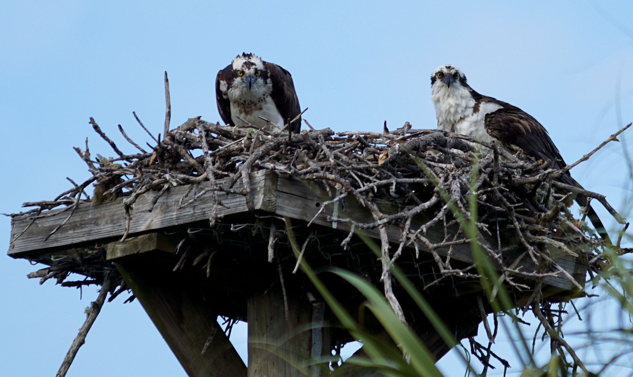 Sony 70-200mm F2.8 G SSM II sample photo. Dad brings home dinner! photography