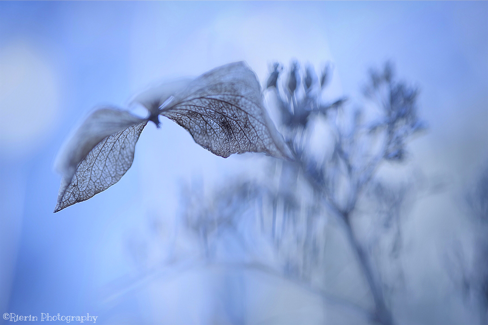 Pentax smc D-FA 100mm F2.8 Macro WR sample photo. Hydrangea photography