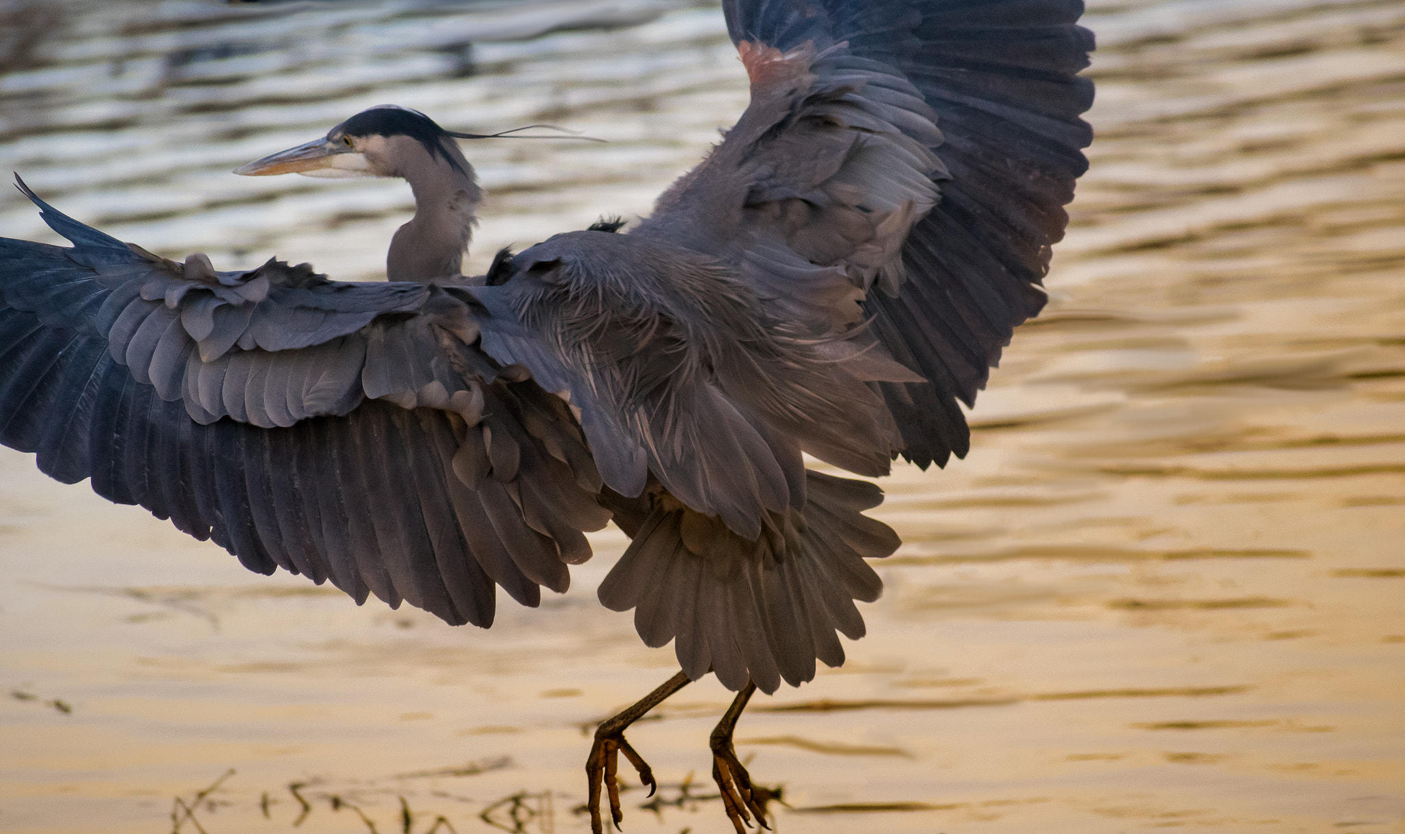 Nikon AF-S Nikkor 70-200mm F2.8G ED VR II sample photo. Great blue heron landing photography