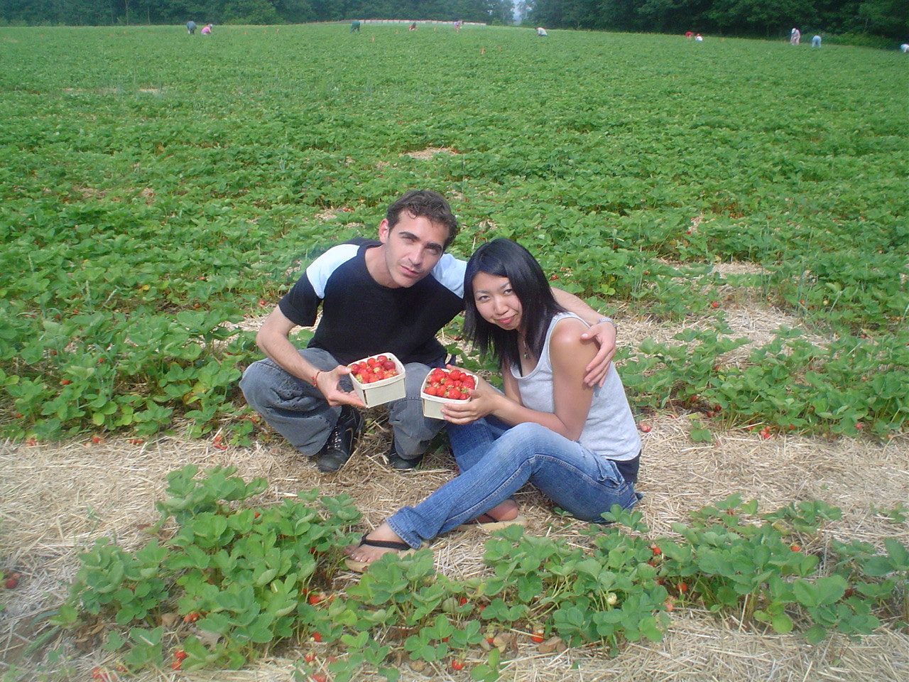 Sony DSC-P32 sample photo. Strawberry field photography