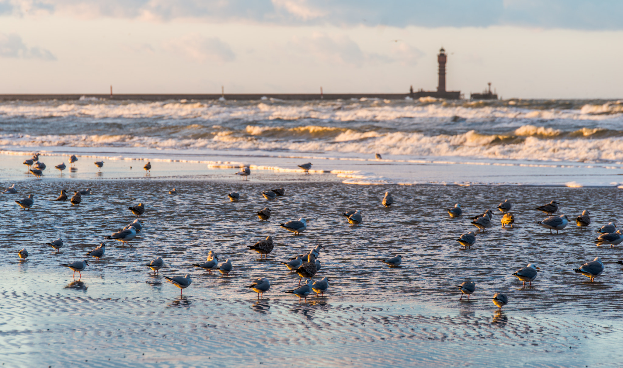 Tamron SP 70-200mm F2.8 Di VC USD sample photo. Mouettes de dunkerque photography