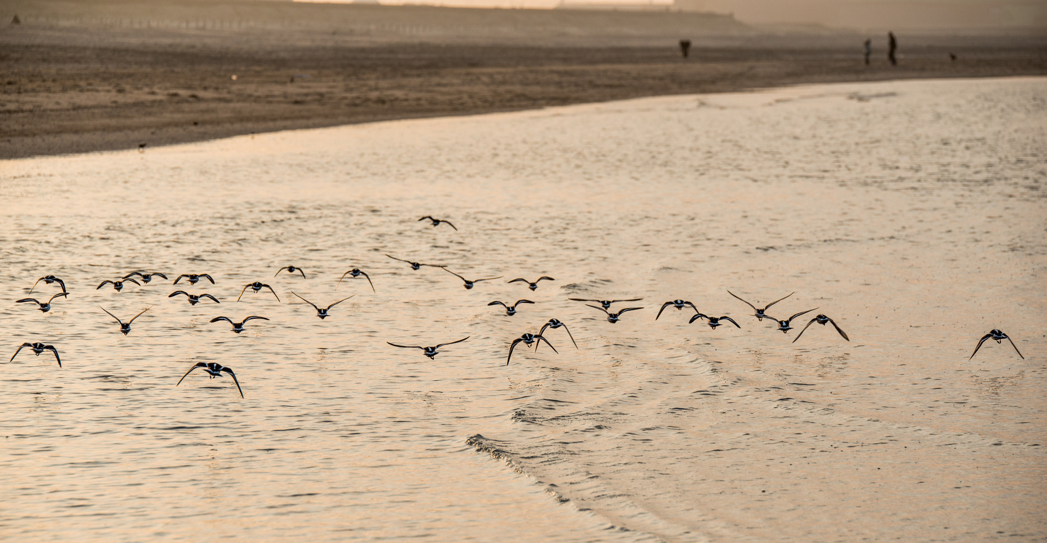 Tamron SP 70-200mm F2.8 Di VC USD sample photo. Oiseaux sur l'eau photography