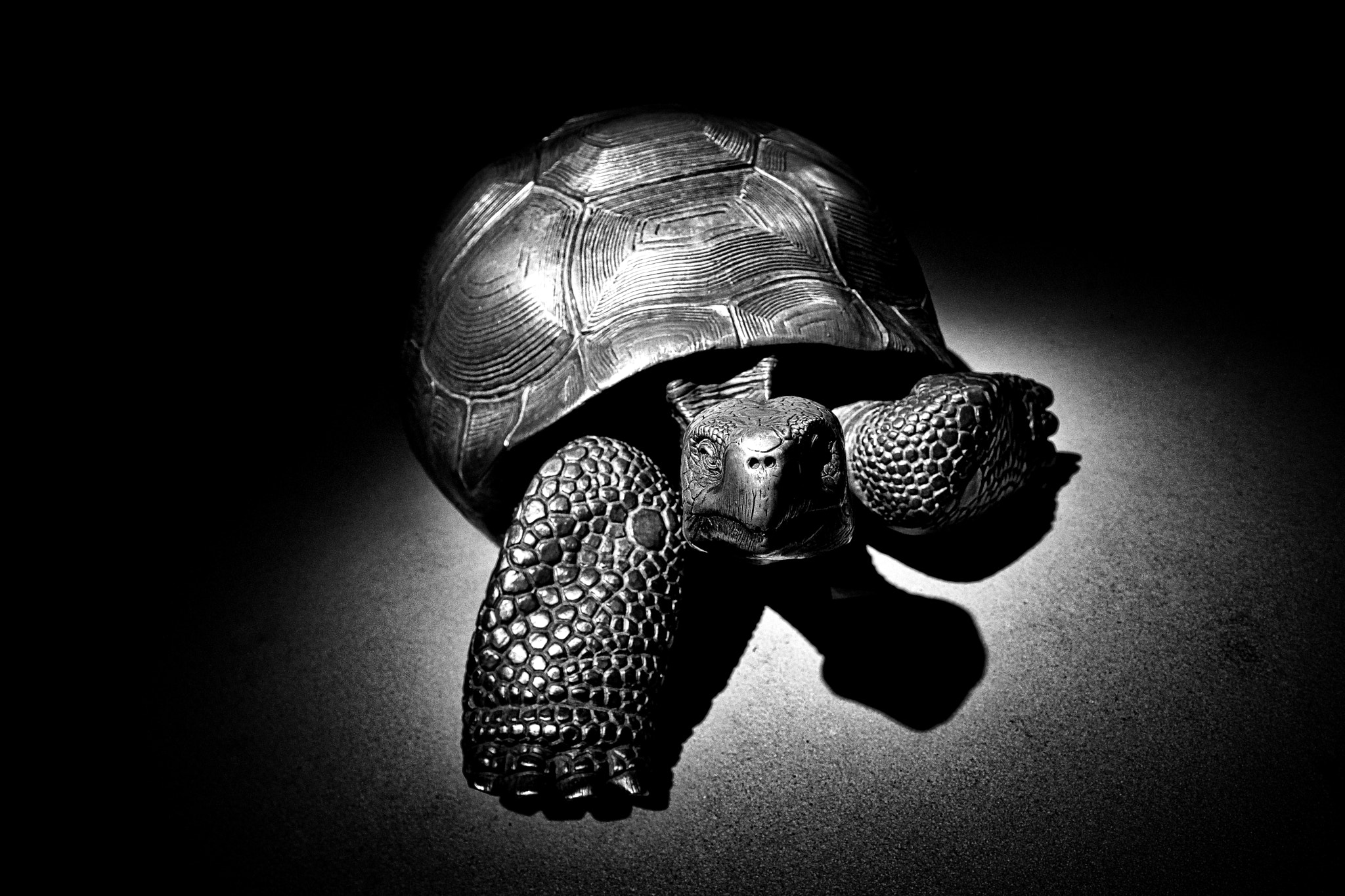 Fujifilm X-Pro2 + Fujifilm XF 16-55mm F2.8 R LM WR sample photo. Turtle photography