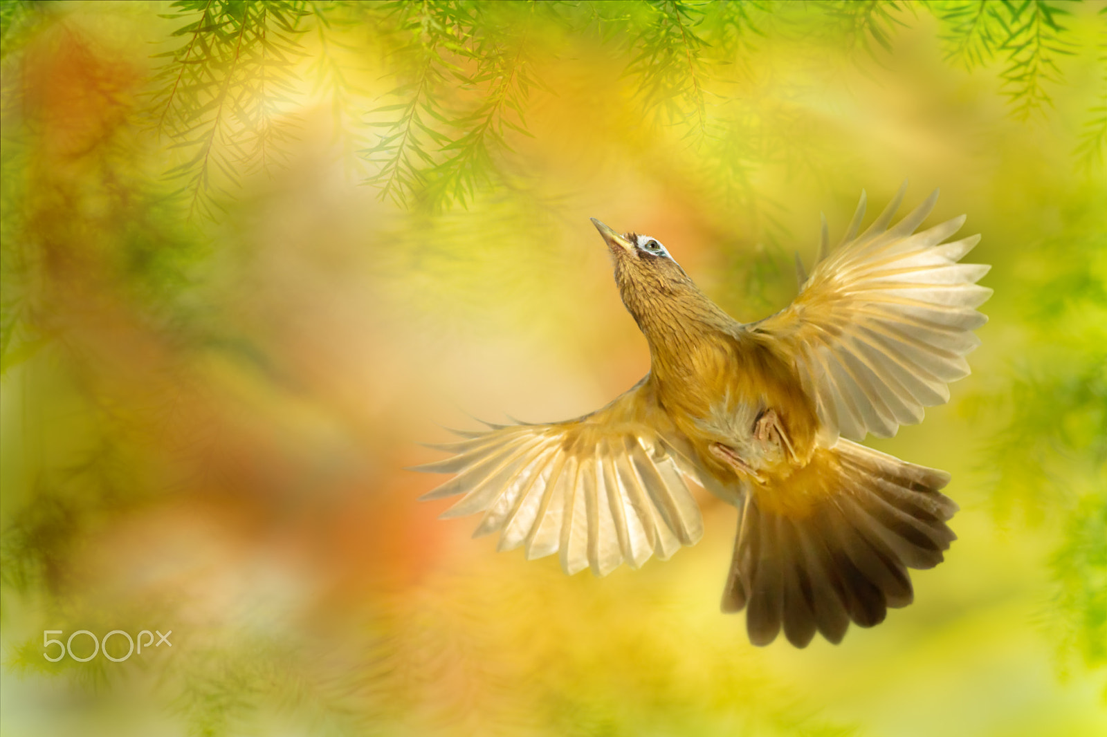 Sony SLT-A77 + Minolta AF 300mm F2.8 HS-APO G sample photo. ～ flying in the sky wings ～ photography