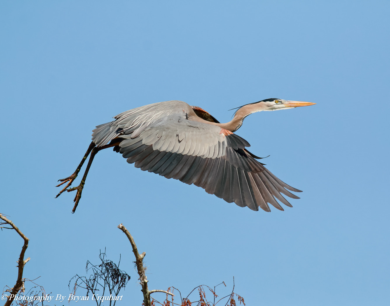 Canon EOS 70D + Canon EF 400mm F5.6L USM sample photo. Great blue herons nest building photography