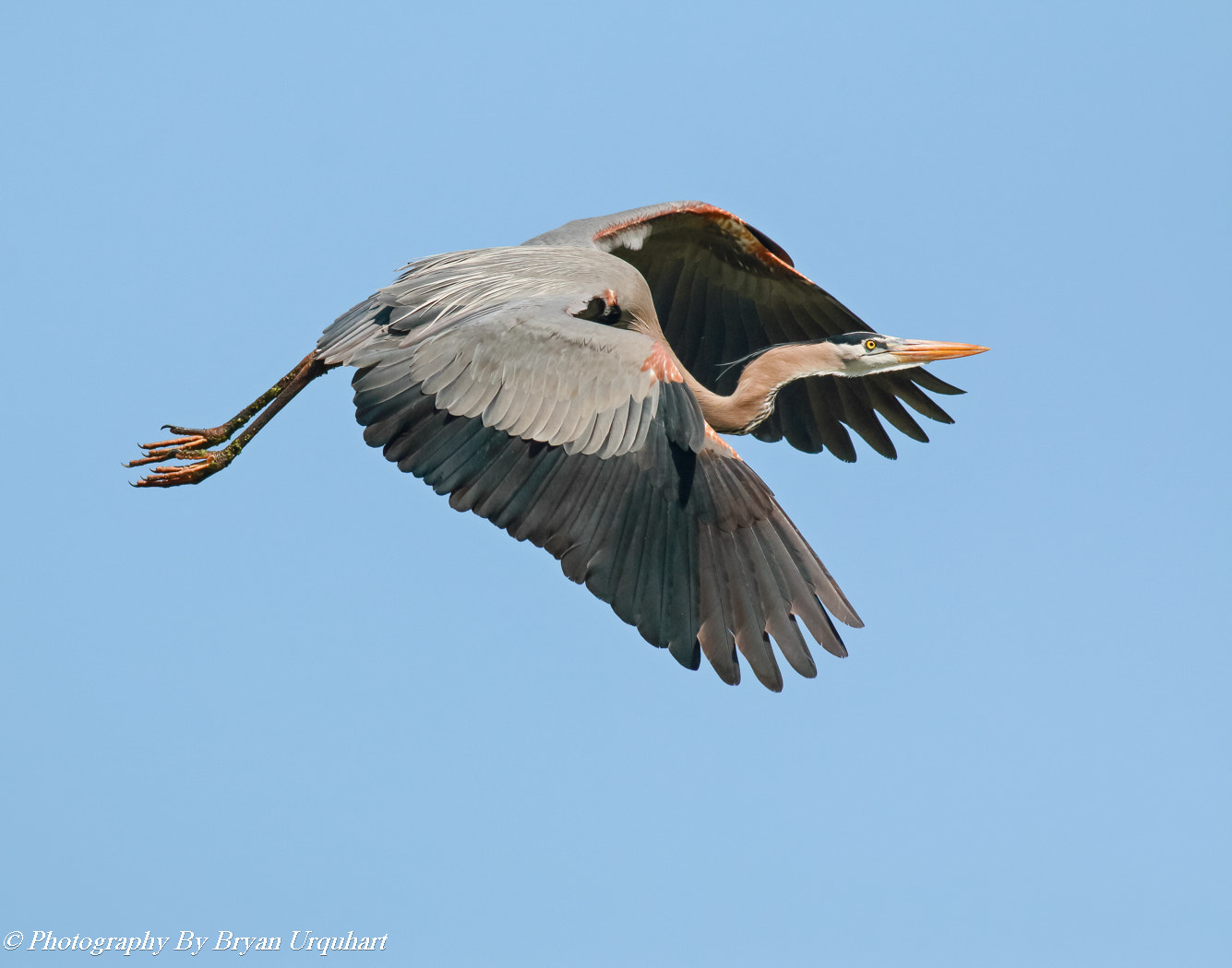Canon EOS 70D sample photo. Great blue herons nest building photography