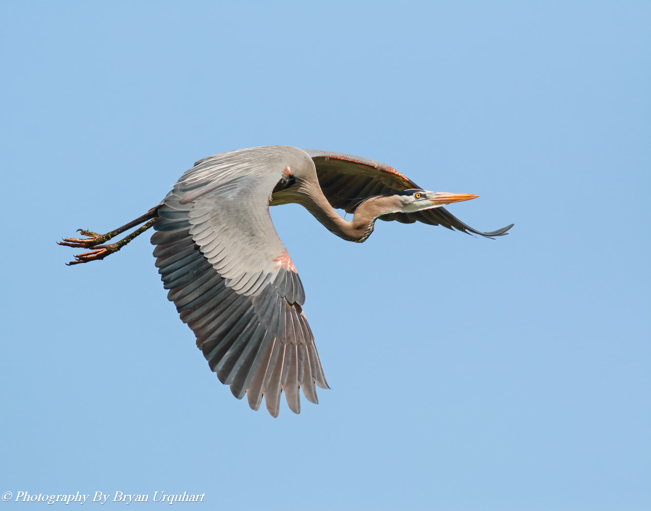 Canon EOS 70D + Canon EF 400mm F5.6L USM sample photo. Great blue herons nest building photography
