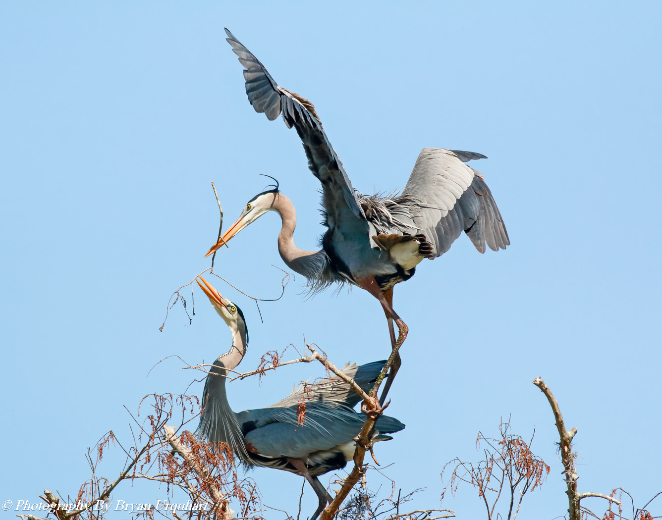 Canon EOS 70D + Canon EF 400mm F5.6L USM sample photo. Great blue herons nest building photography