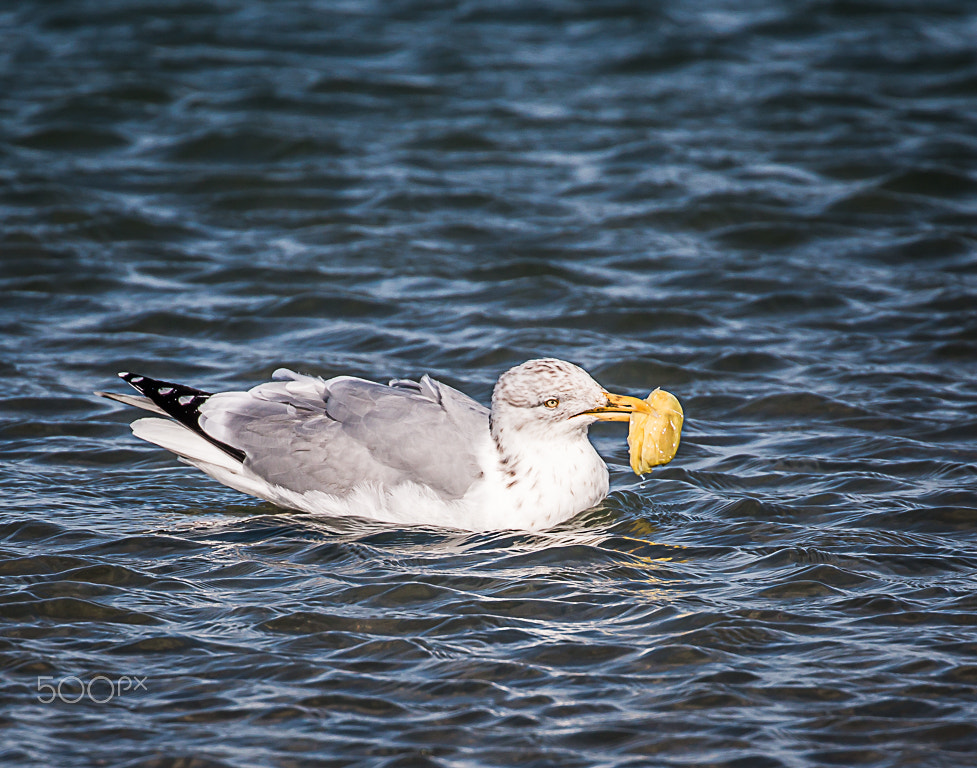 Canon EOS 70D + Canon EF 70-300mm F4-5.6L IS USM sample photo. Seagull photography