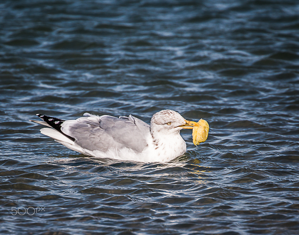 Canon EF 70-300mm F4-5.6L IS USM sample photo. Seagull photography