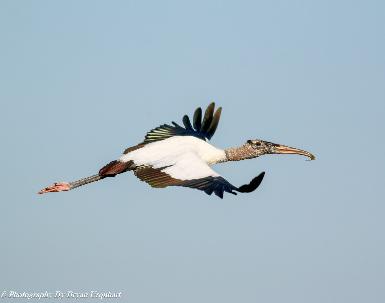 Canon EOS 70D + Canon EF 400mm F5.6L USM sample photo. Wood stork photography