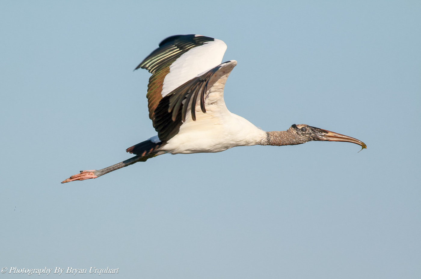Canon EOS 70D + Canon EF 400mm F5.6L USM sample photo. Wood stork photography