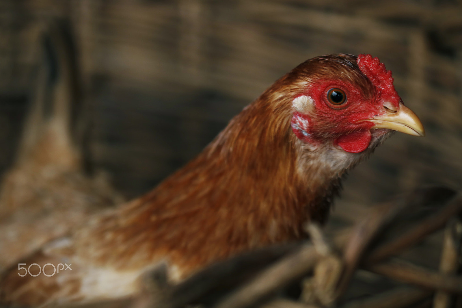 Canon EF 100mm F2.8L Macro IS USM sample photo. The hen photography